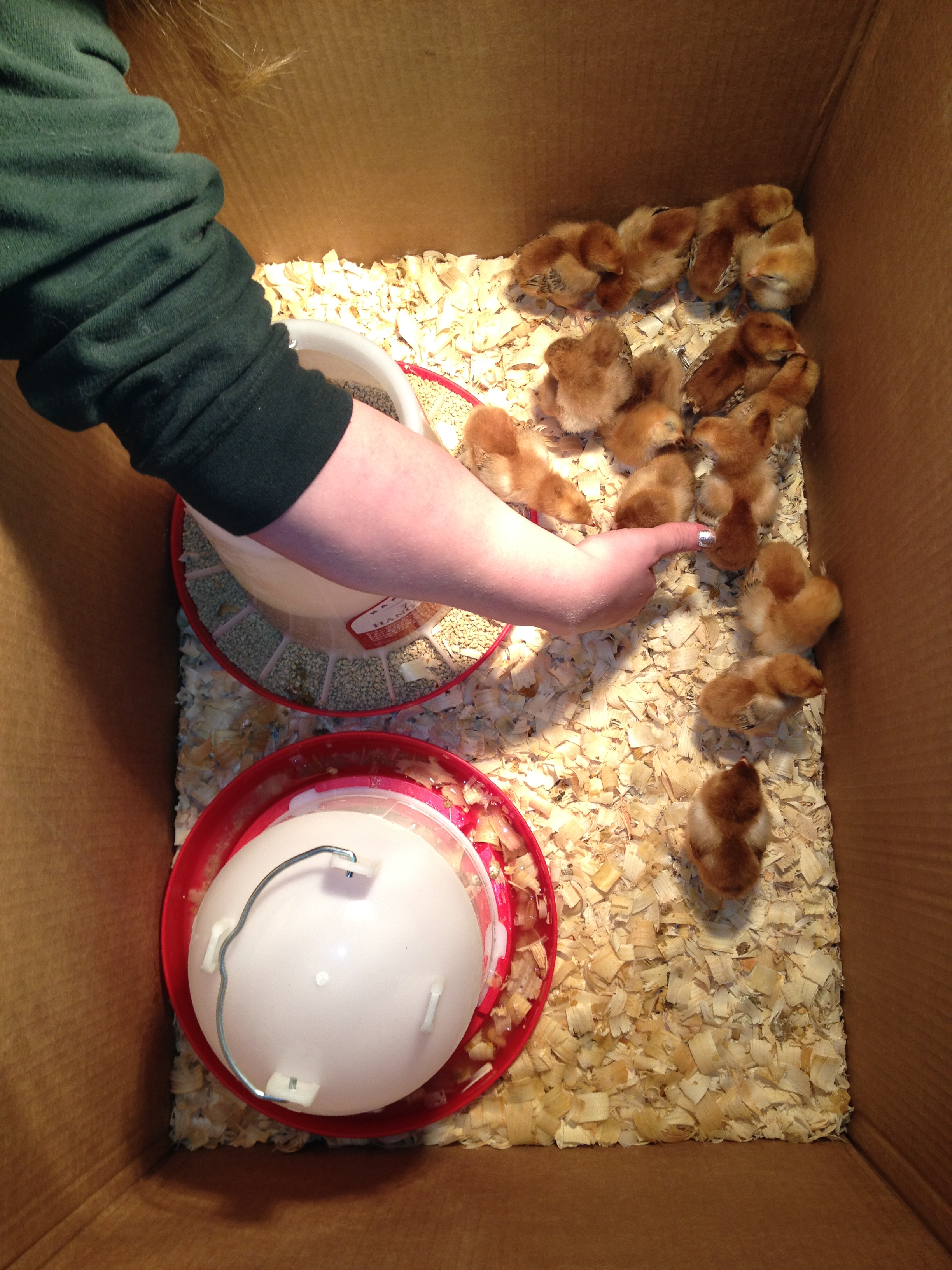 our first box of chickens ever