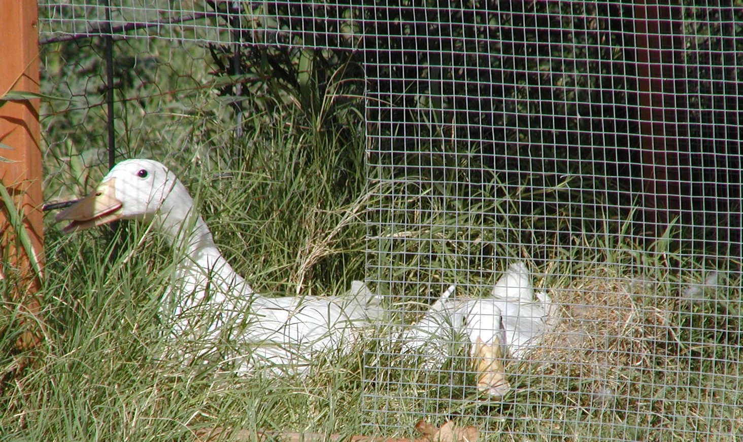 Our first broody attempts.