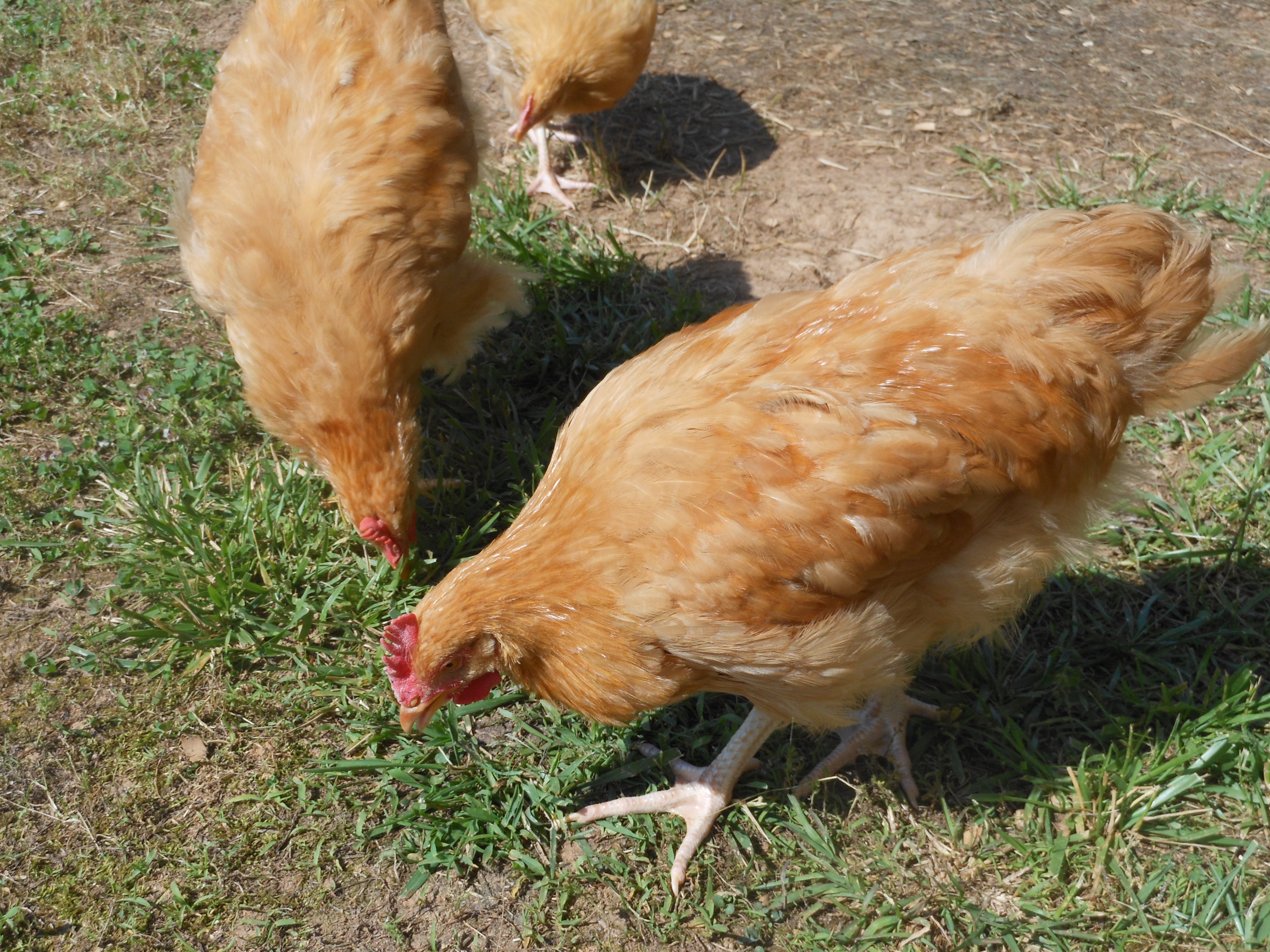 Our first buff chicks we raised