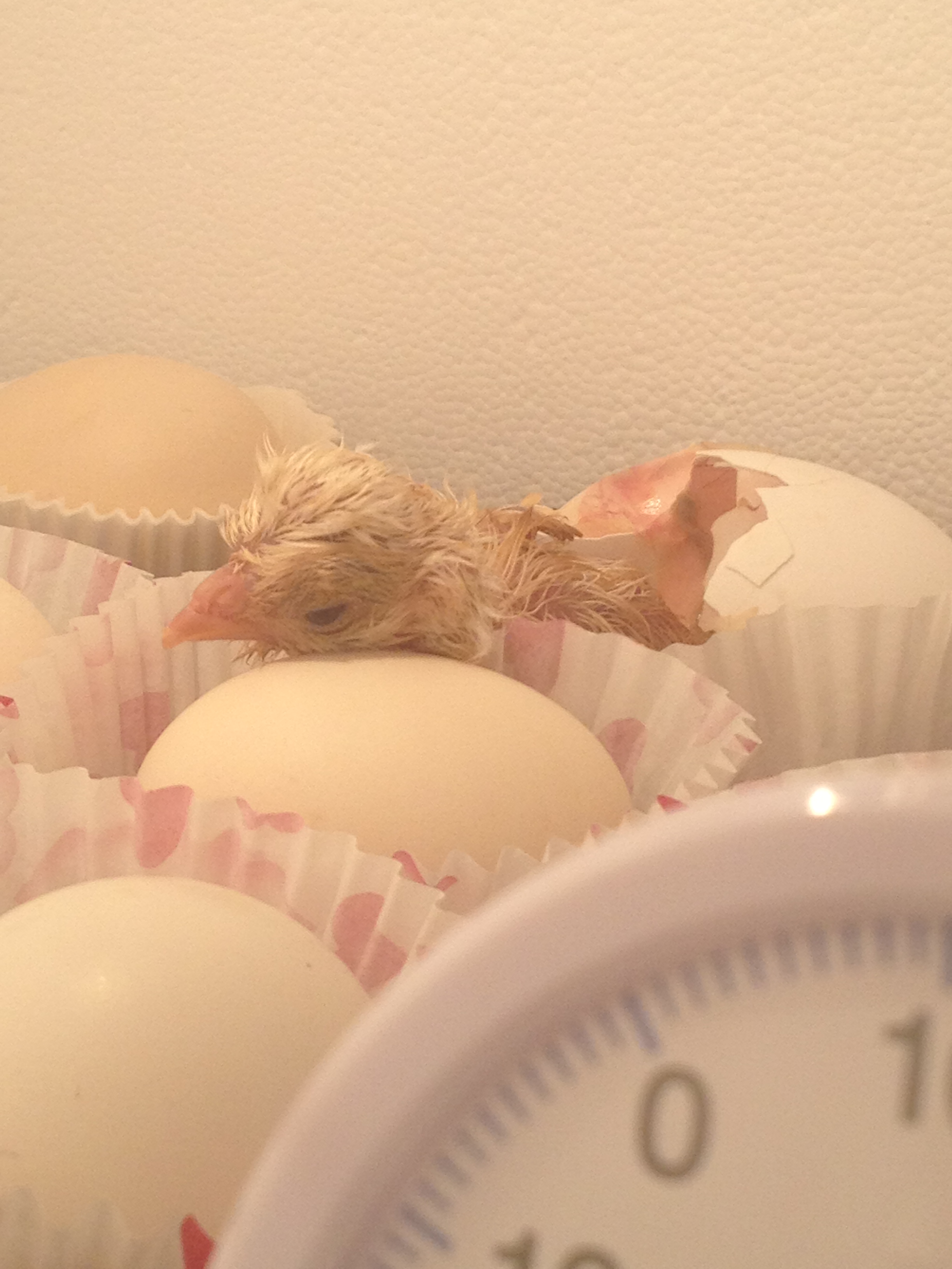 Our First chick hatching