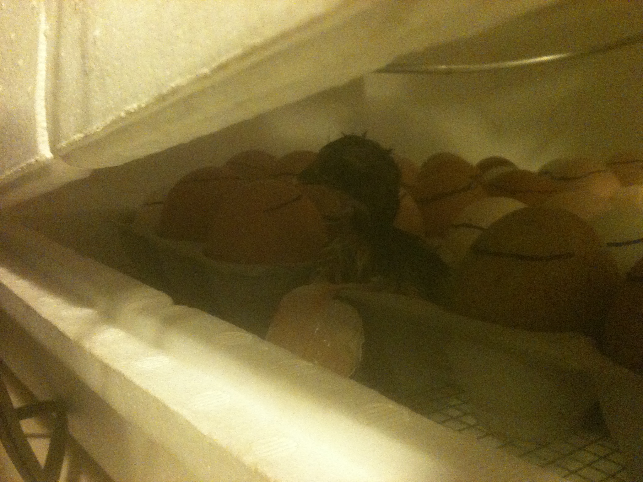 Our first chick out..