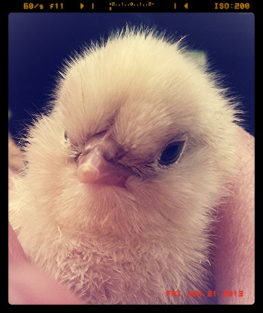 Our first chick  (Pip) under a day old! She/he is already quite a character!!