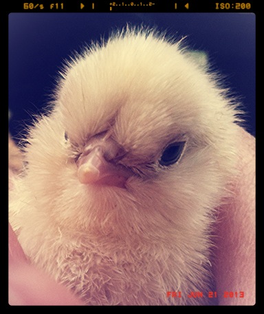 Our first chick  (Pip) under a day old! She/he is already quite a character!!