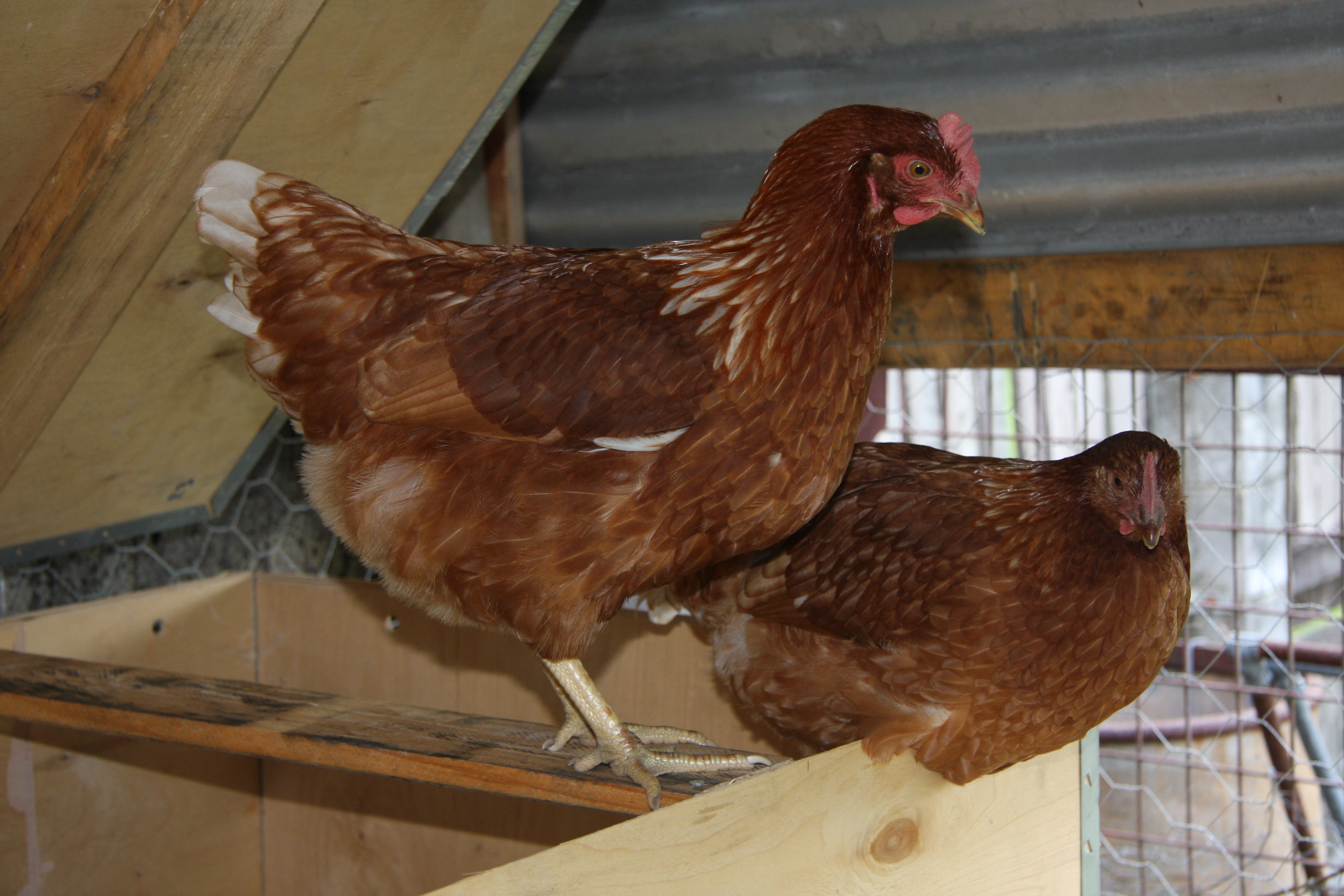 Our first chicken coop and first batch of chooks.