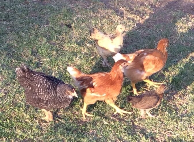 Our first chickens :)