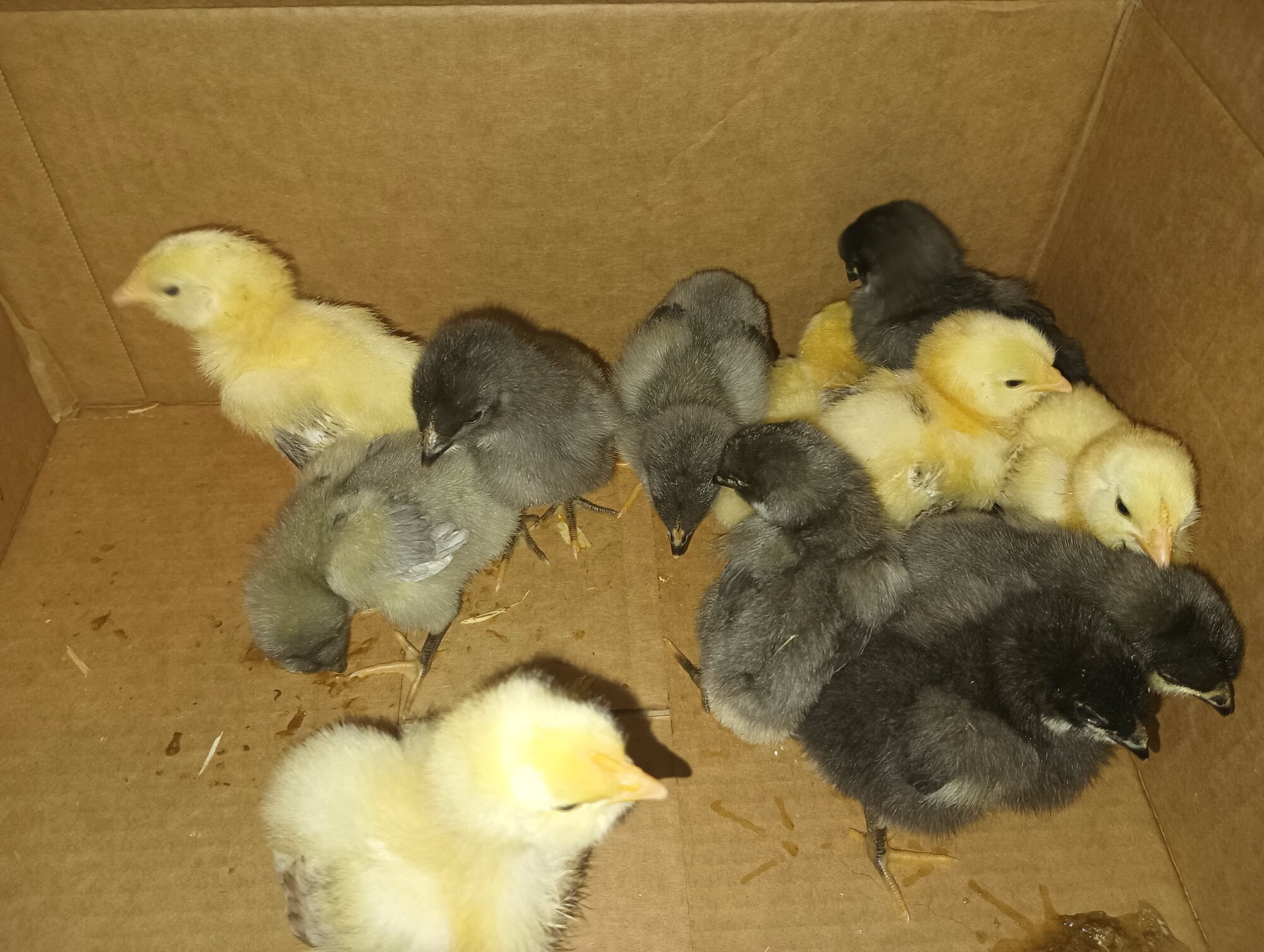 Our First Chickens