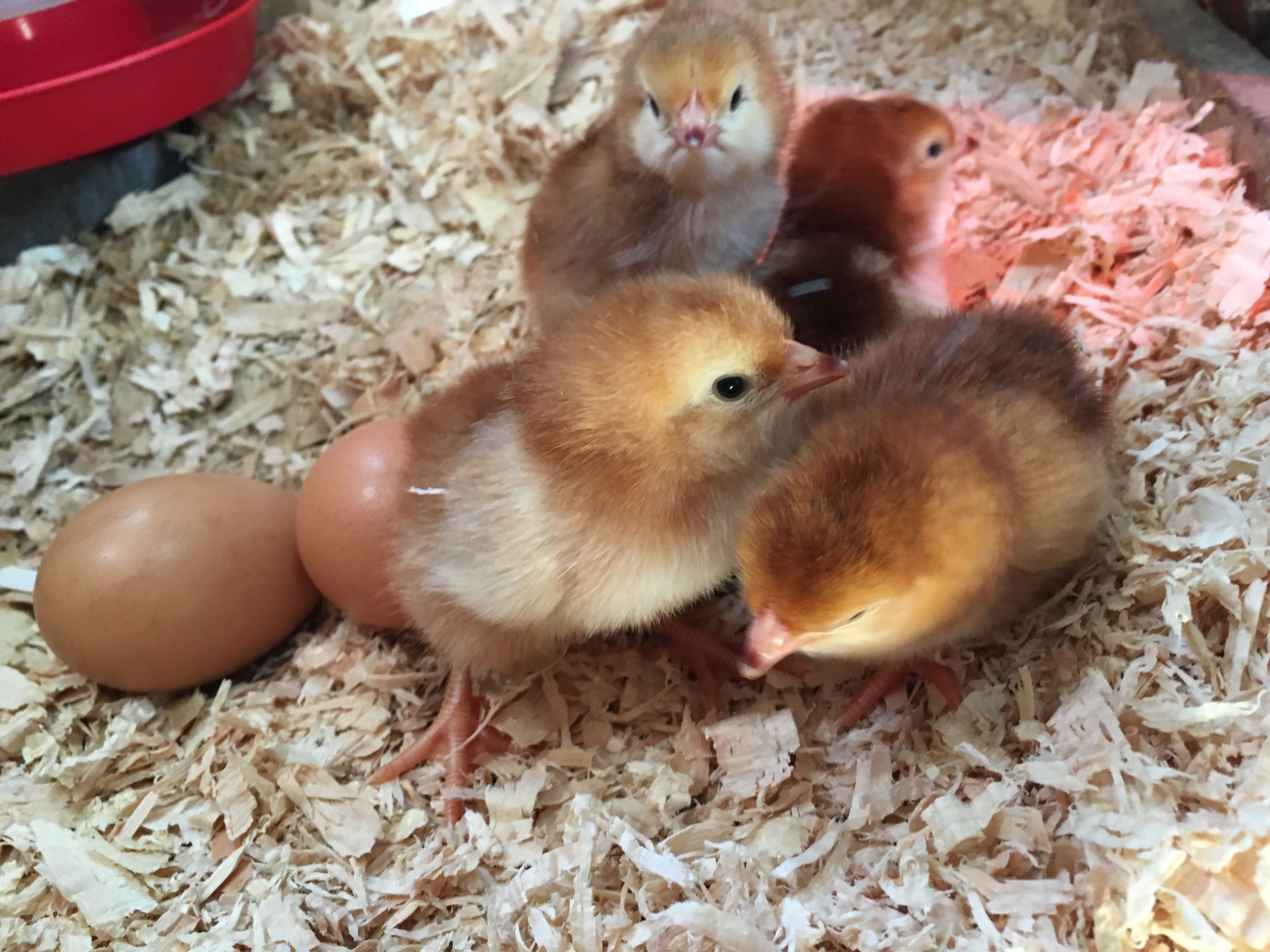 Our first chicks ever!! March 19, 2016