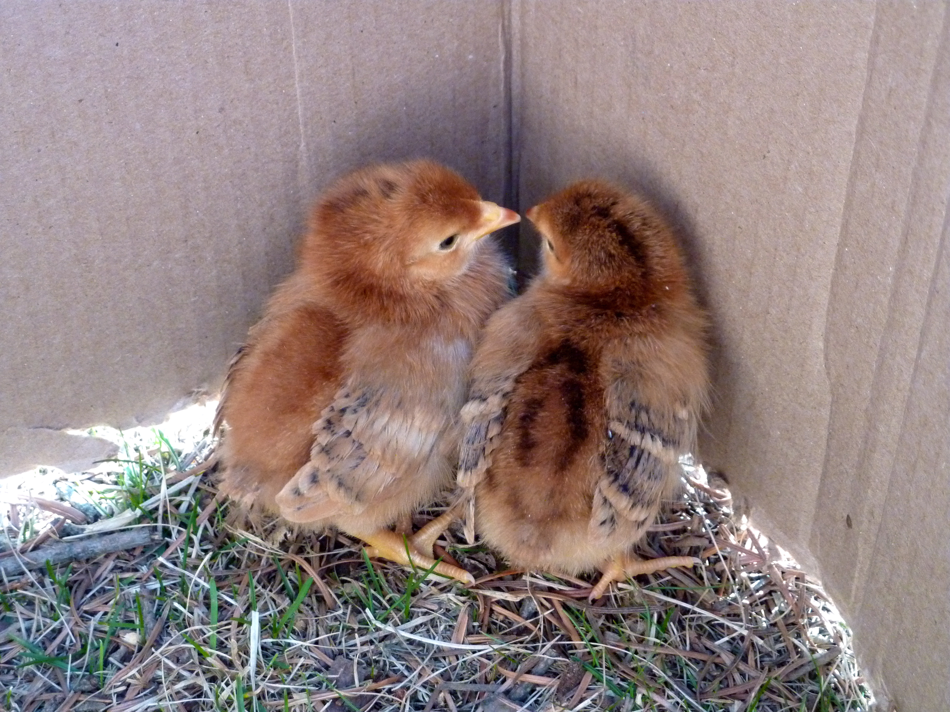 Our first chicks. On the left is Mandolin and the other is Peach. They are Rhode Island Reds. $2.49 at Coastal Farm and Ranch on March 9, 2012