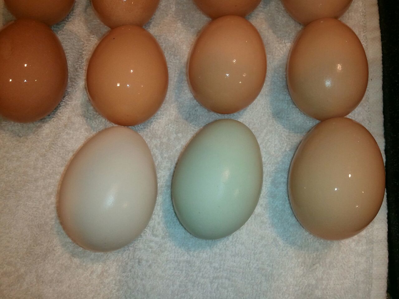Our first colored egg.  Americana chickens going through serious molt..