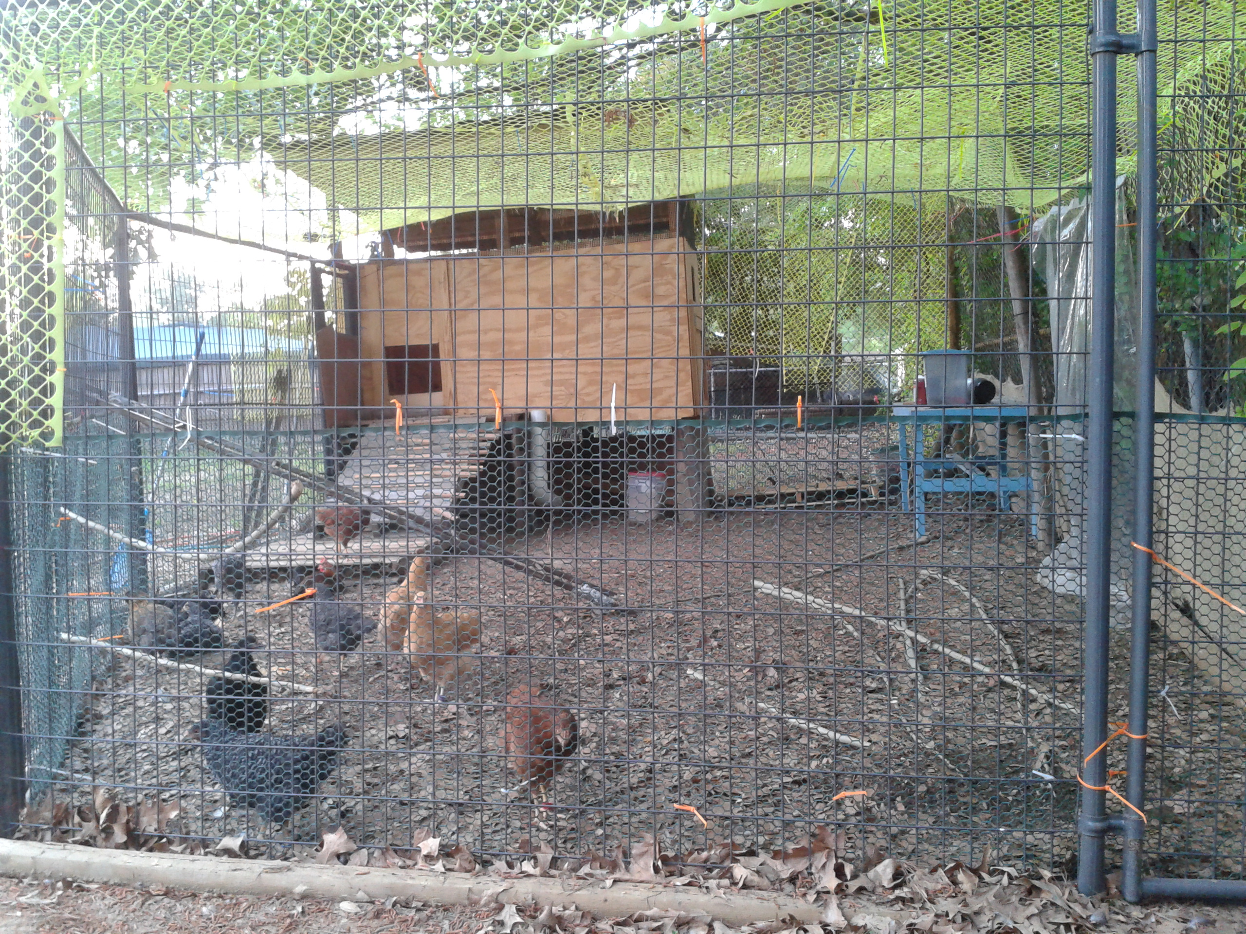 Our first coop and run