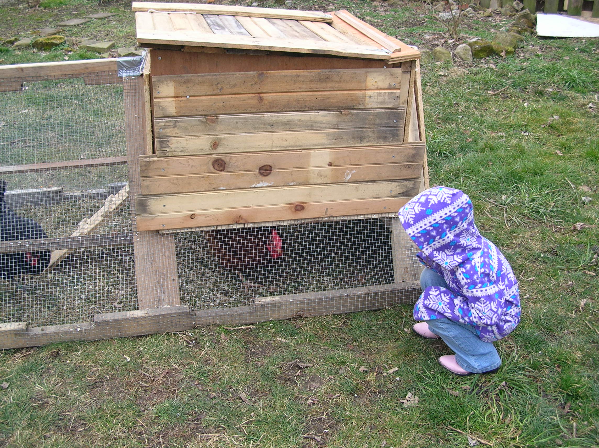 Our first coop.  Yikes, it was smaller than we thought.  We immediately started on a new coop & this is now the pullet coop!
