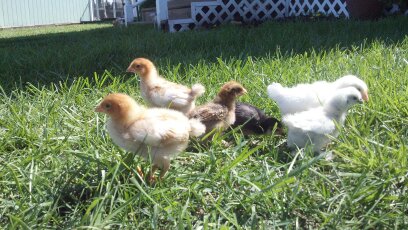 OUR first day out in the Sun.  1 week old.