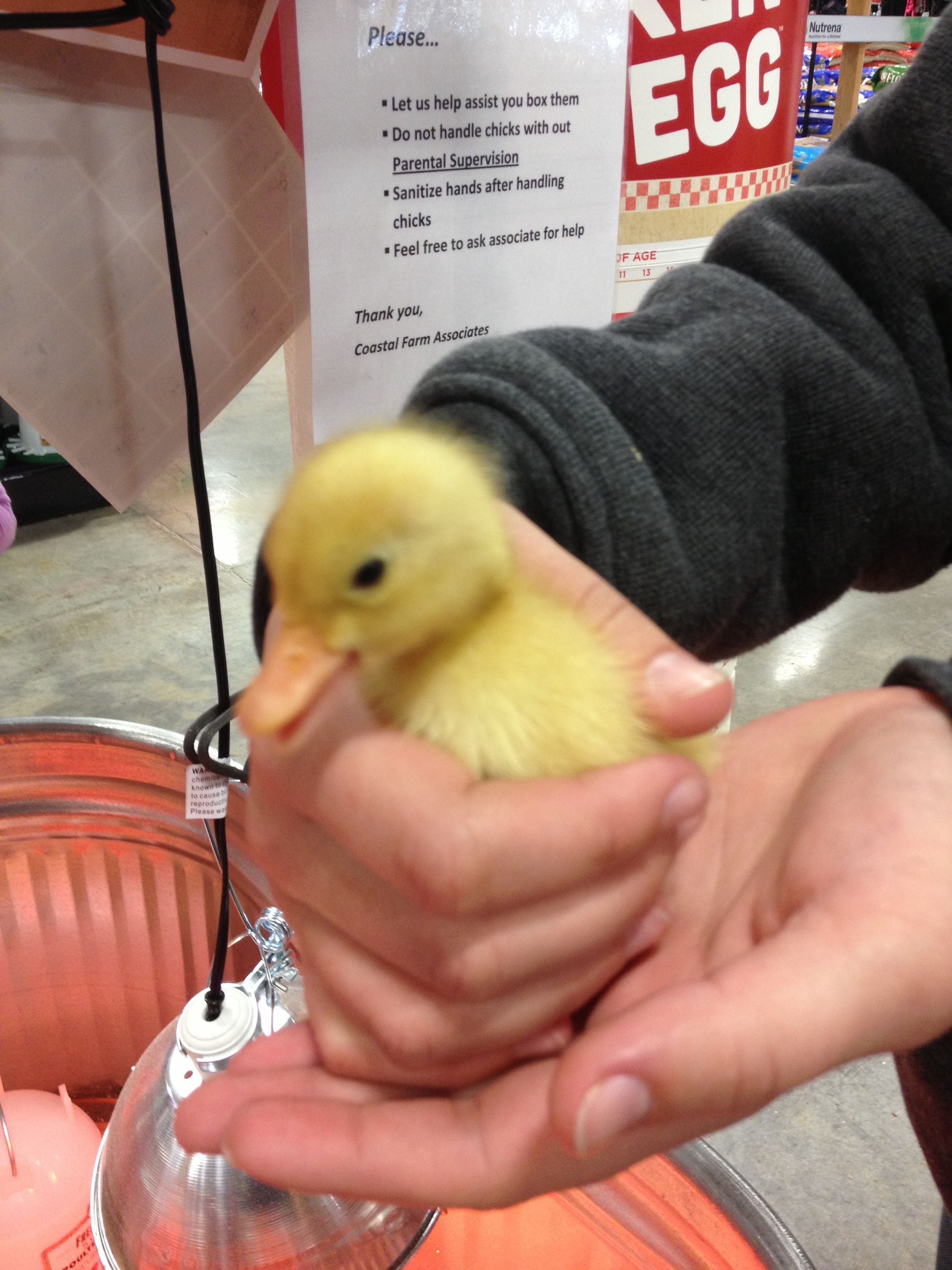 Our first Duck!