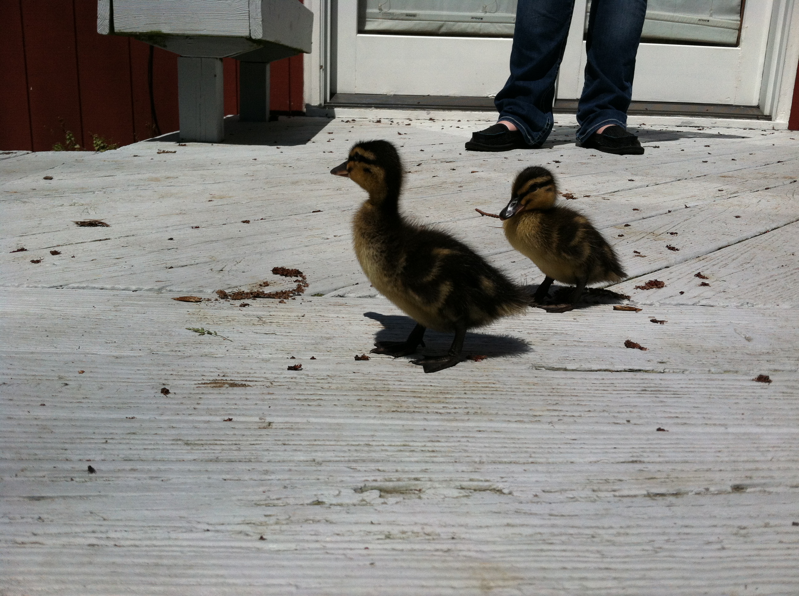 Our first ducks!! Rouens.