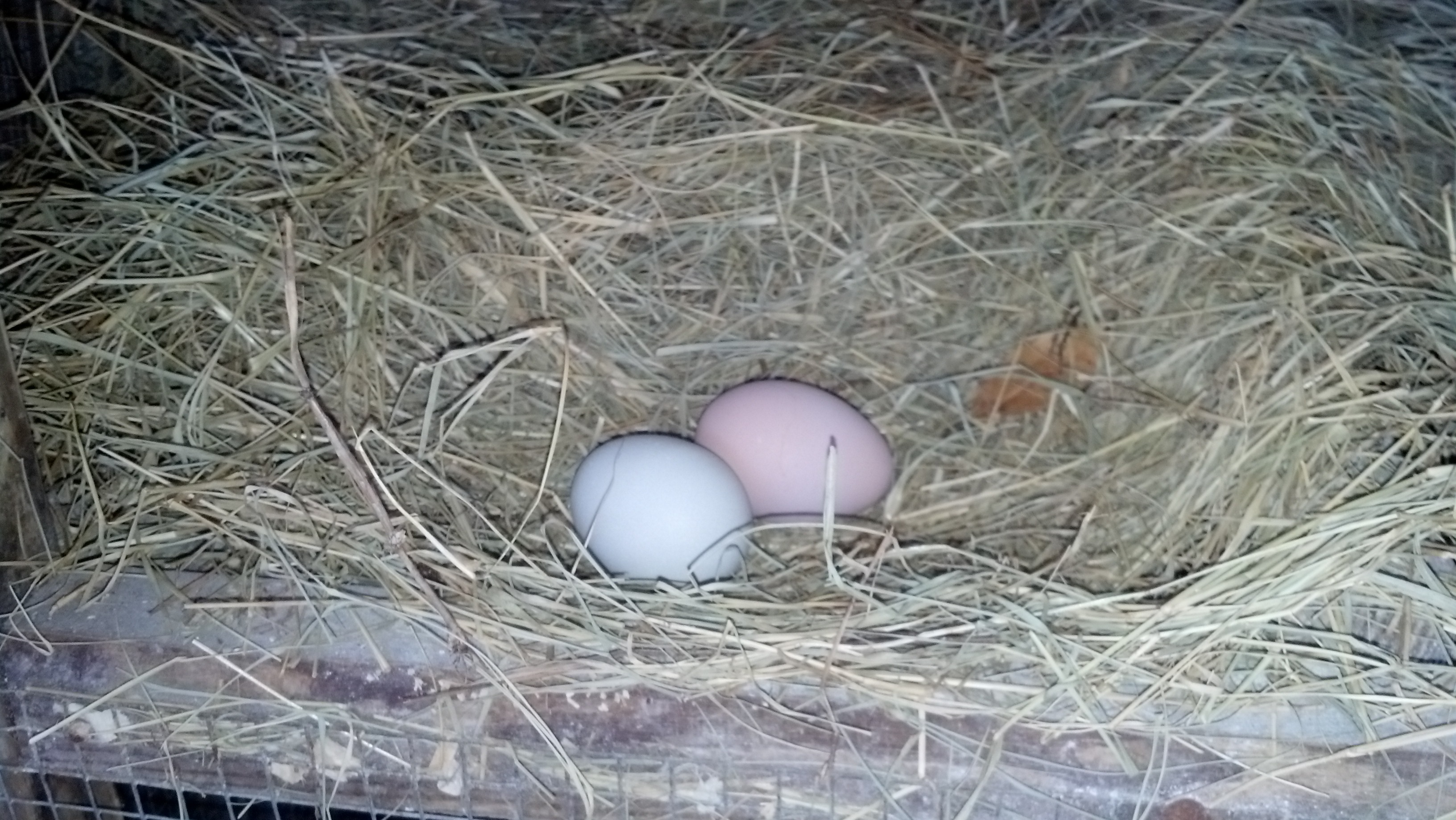 Our first EE egg!