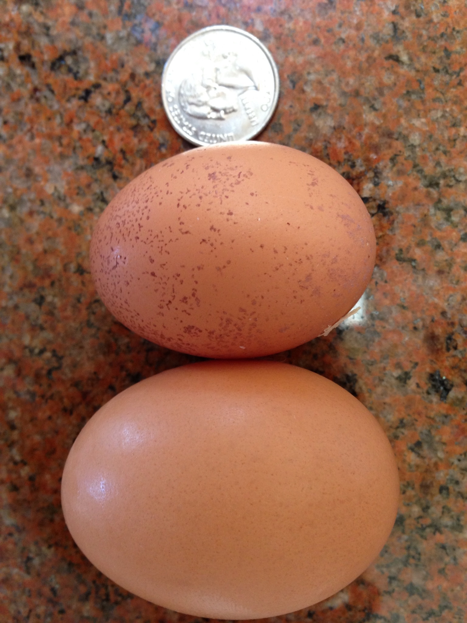 Our first egg!! 17 weeks old.