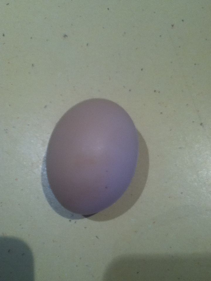 Our first egg <3 - I had it this morning. Quite tasty! It was quite large for a bantam egg, almost double the size of my friends bantam eggs. Our lovely SLW Henrietta has just hit 20 weeks, point of lay, and is quite clucky ;)