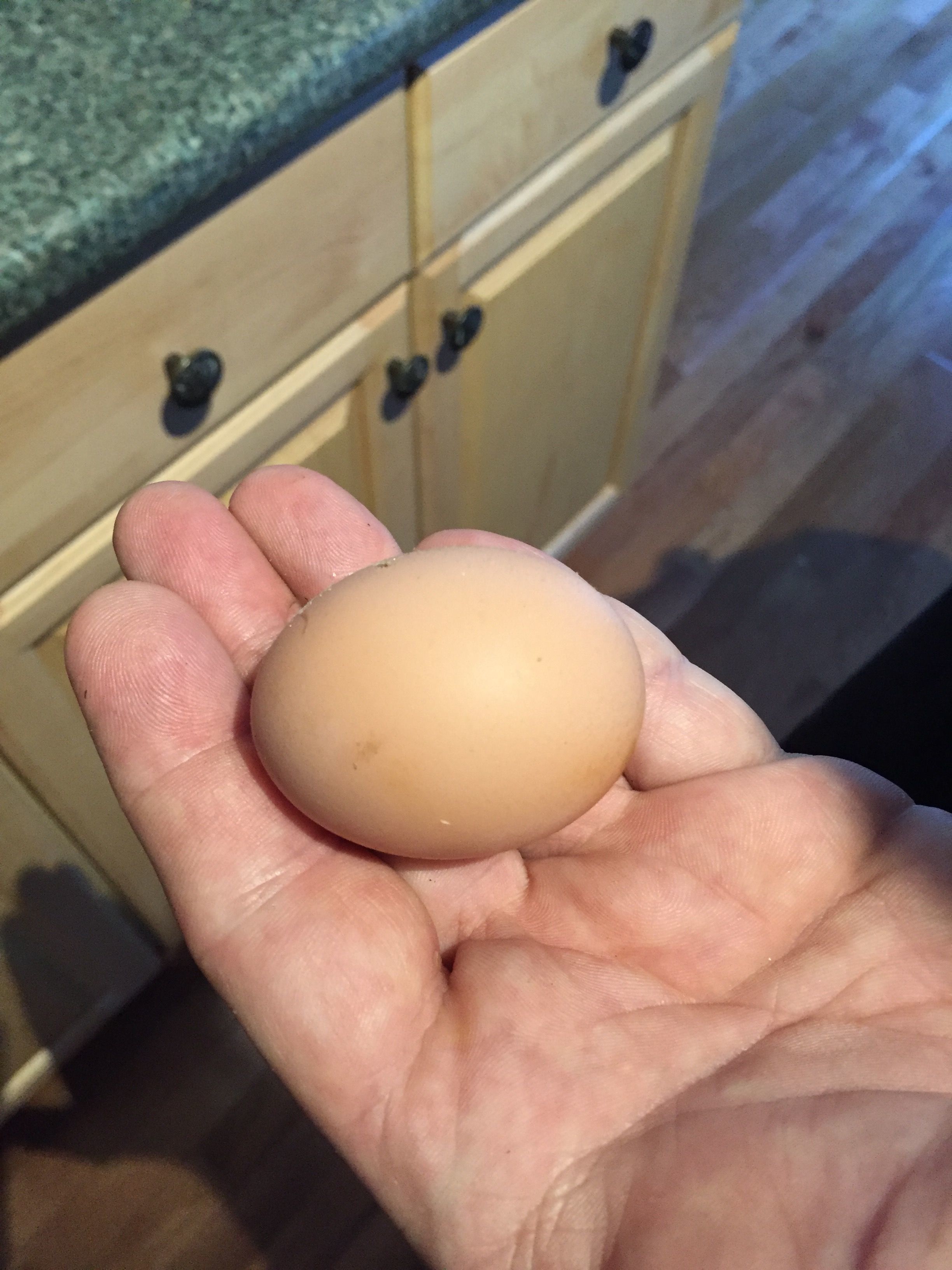 Our FIRST egg! 8-1-16.