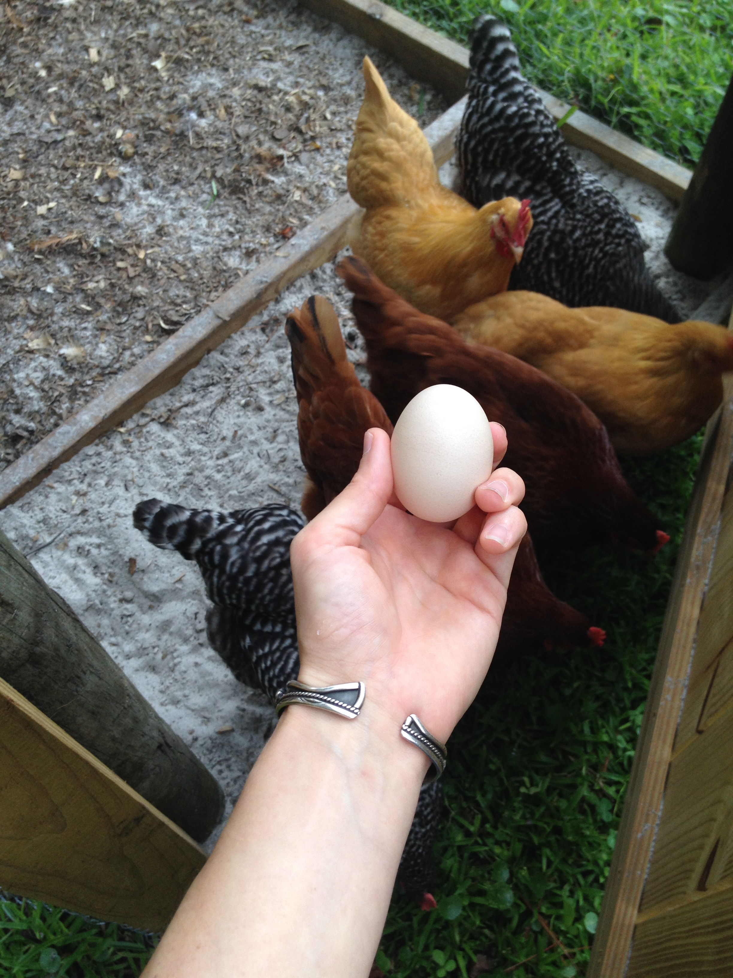 Our first egg ever. Didn't have straw in the nesting boxes yet. Tiny and and brittle, as is to be expected..