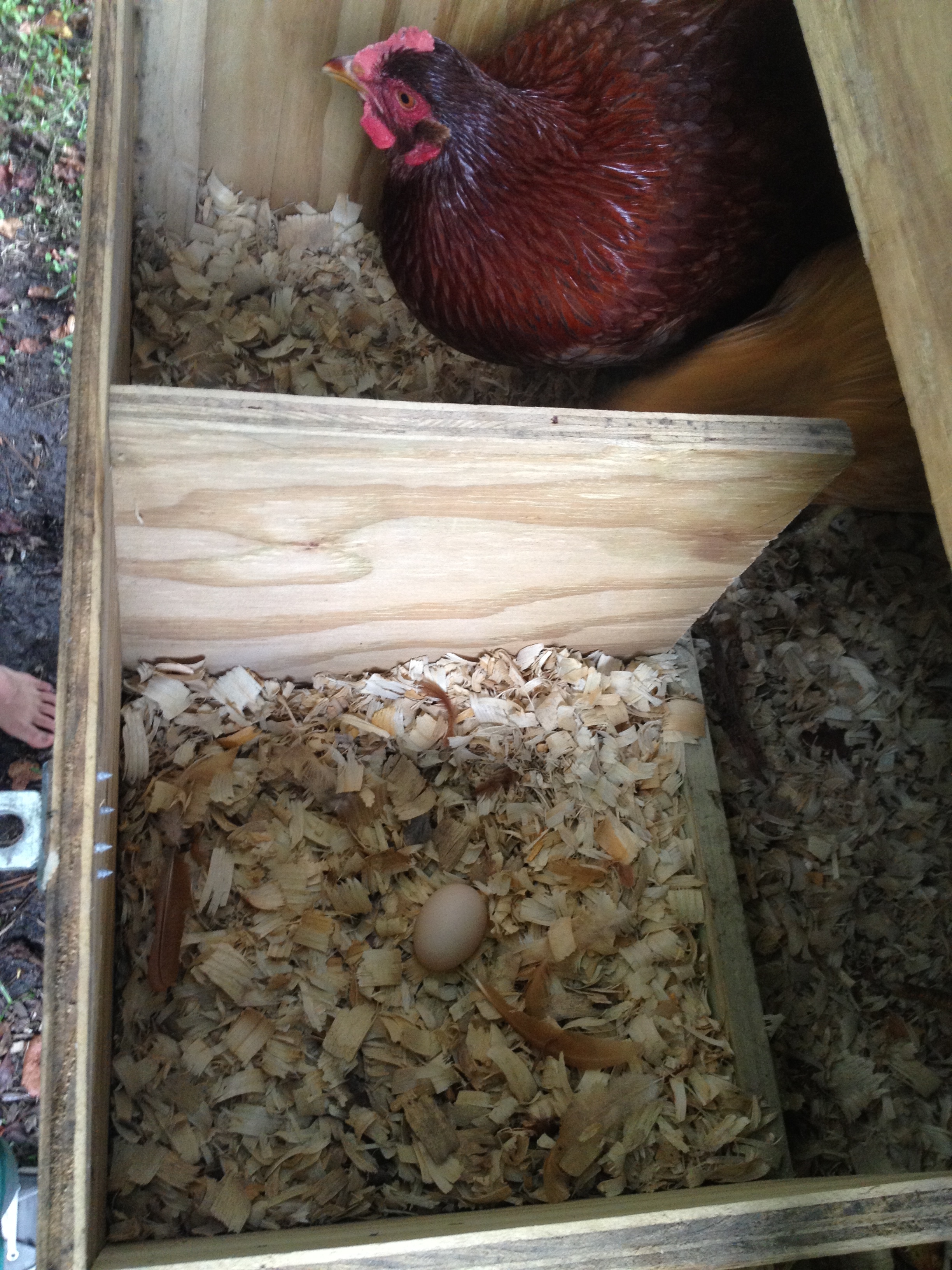 Our first egg ever. Didn't have straw in the nesting boxes yet. Tiny and brittle, as is to be expected..