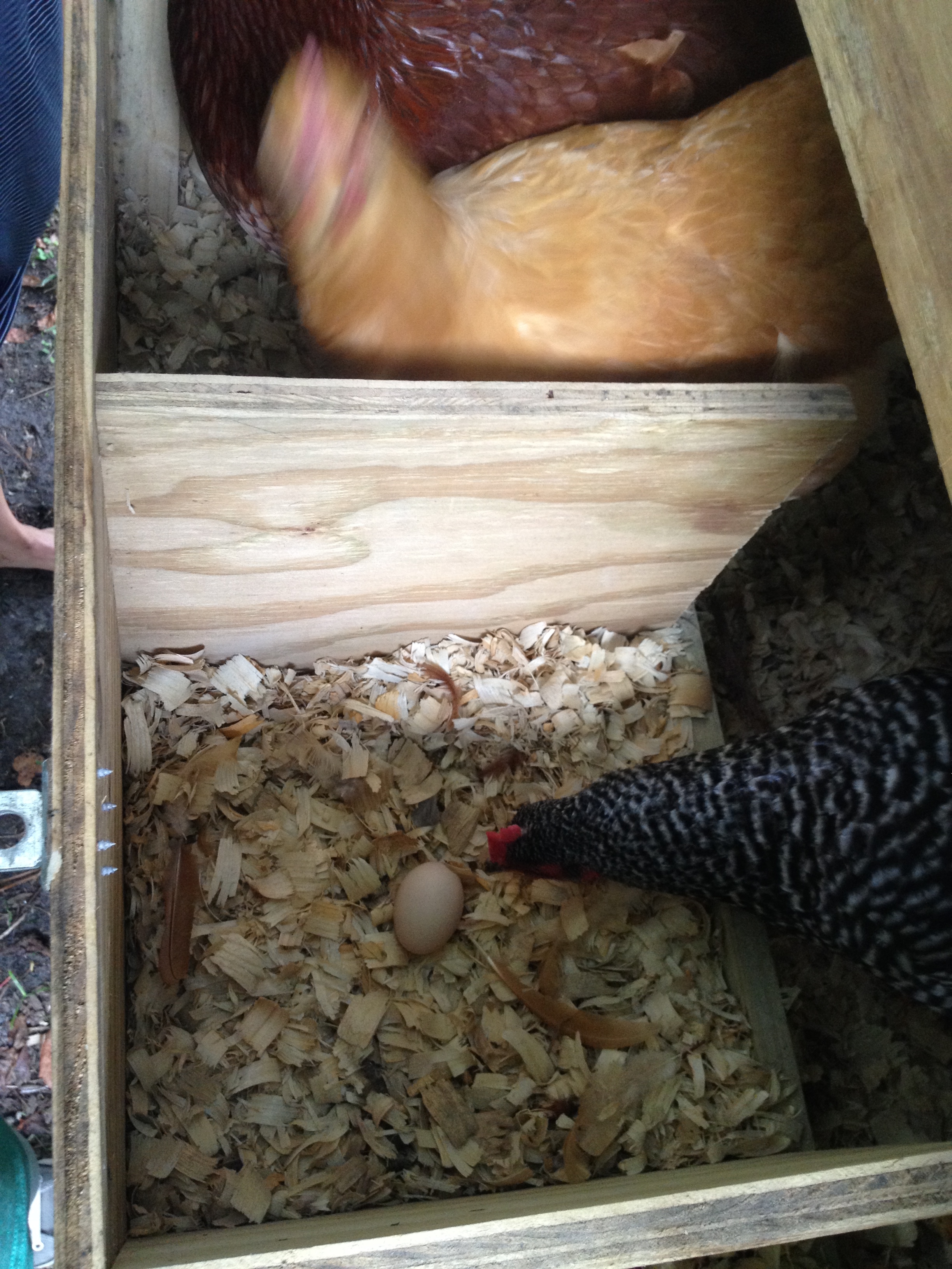 Our first egg ever. Didn't have straw in the nesting boxes yet. Tiny and brittle, as is to be expected..