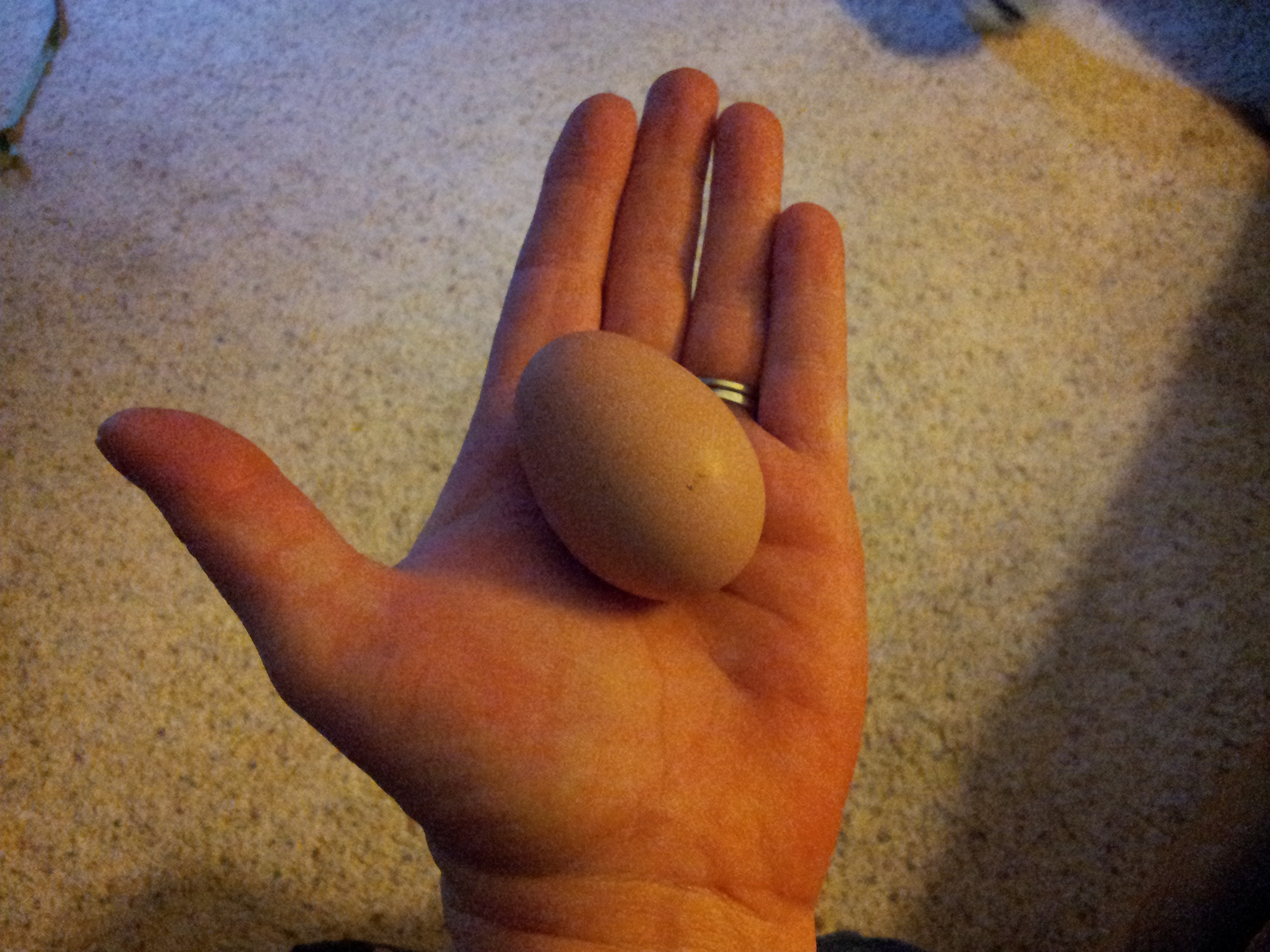 Our first egg From Ethel Nov 1st 2014