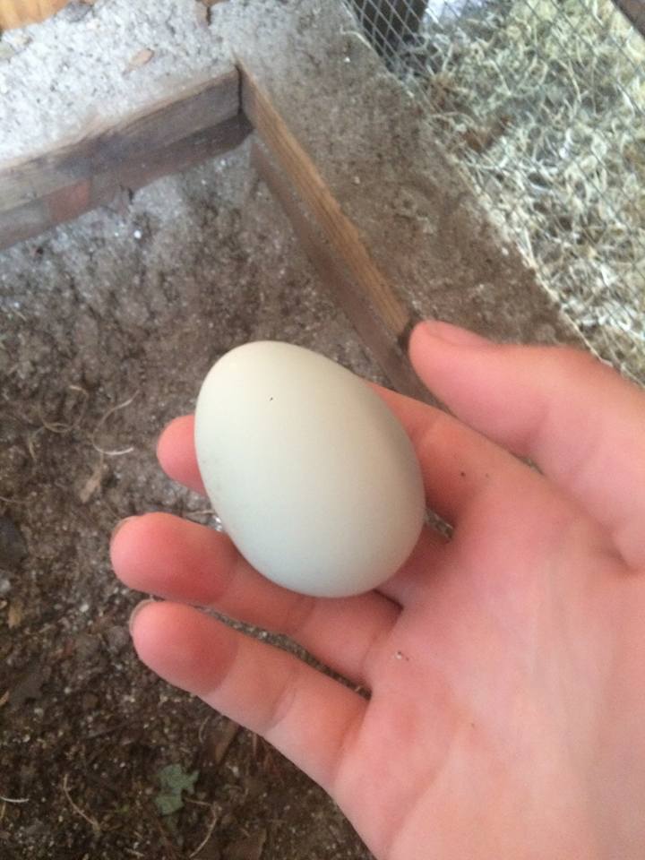 Our first egg, from Geraldine the Easter Egger!