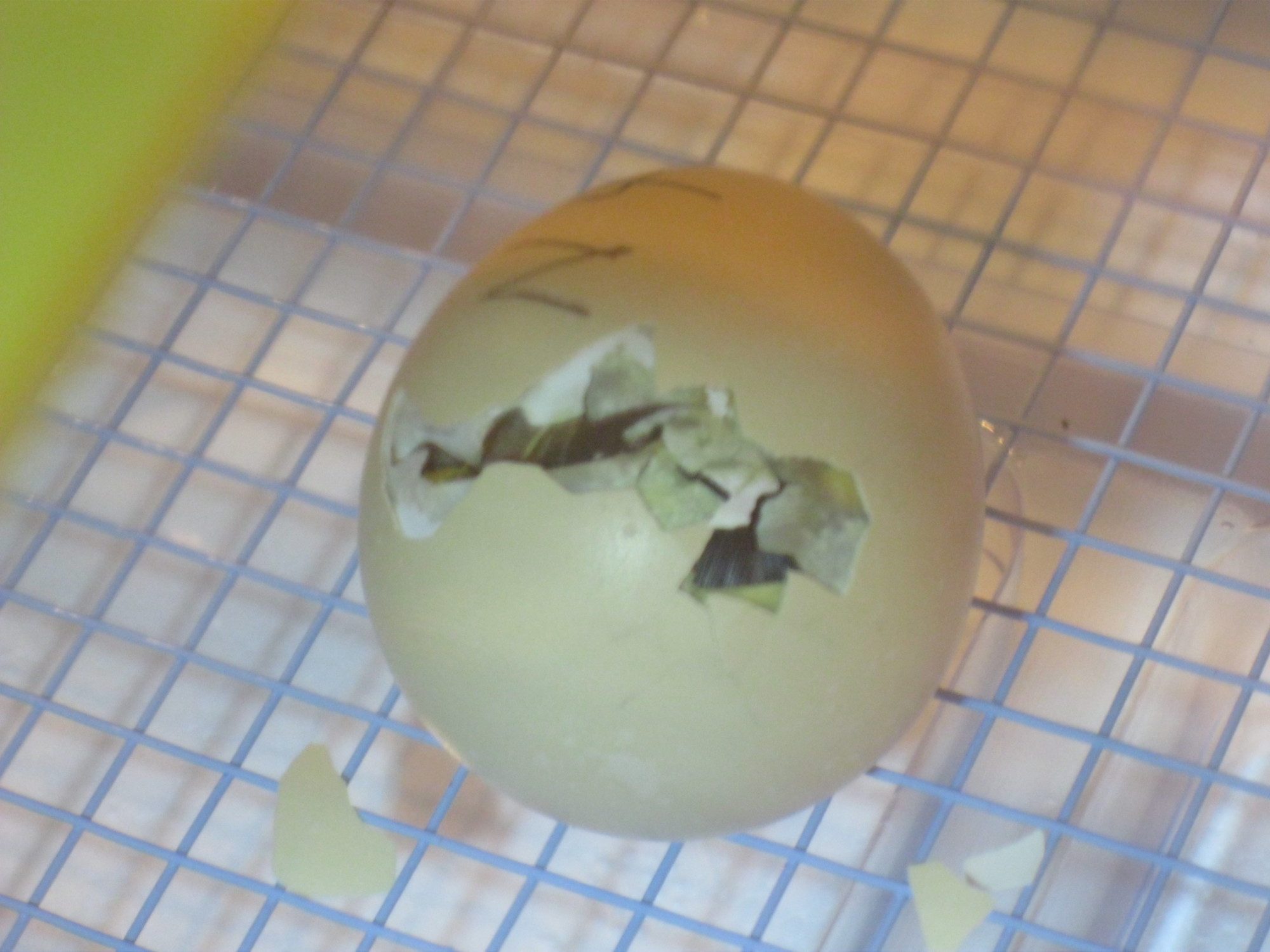 Our first egg getting ready to hatch...