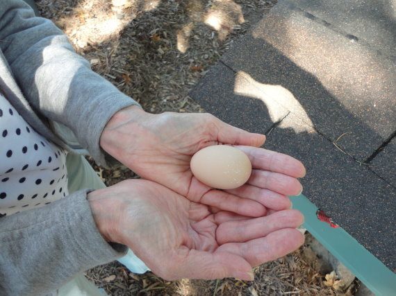 Our first egg is precious!