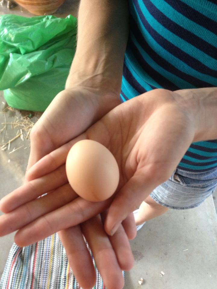 Our first egg! It came earlier than expected. It was a  great surprise!