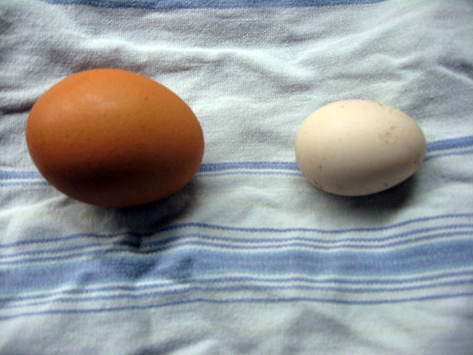 Our first egg! Olive, my Silkie laid the tiny egg on the right. The other is there for comparison.