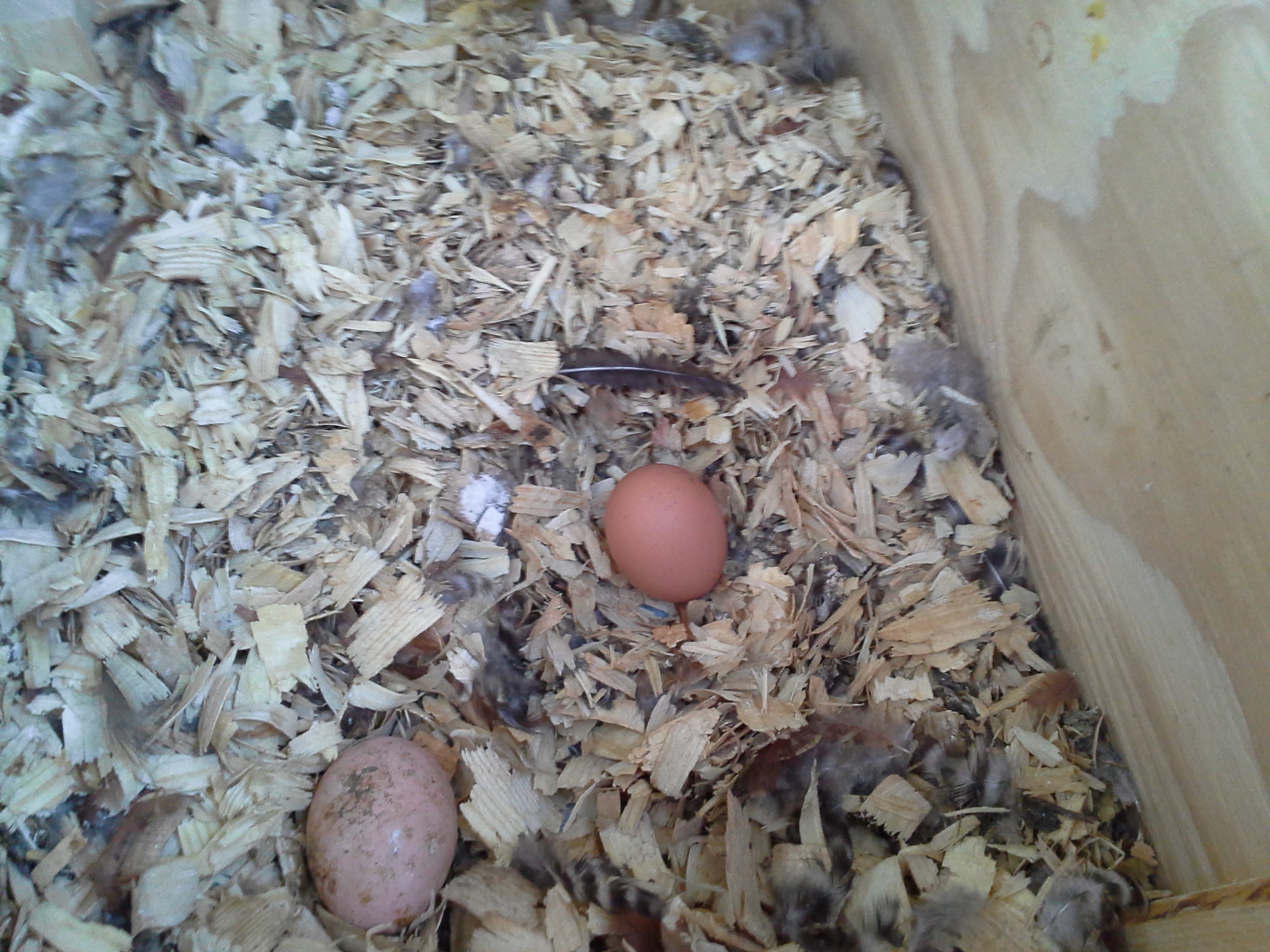 Our first egg! Penny finally laid one! It's the pretty brown speckled egg on the right. (Ceramic egg on the left). Woo hoo! Now we can take the fake egg out!