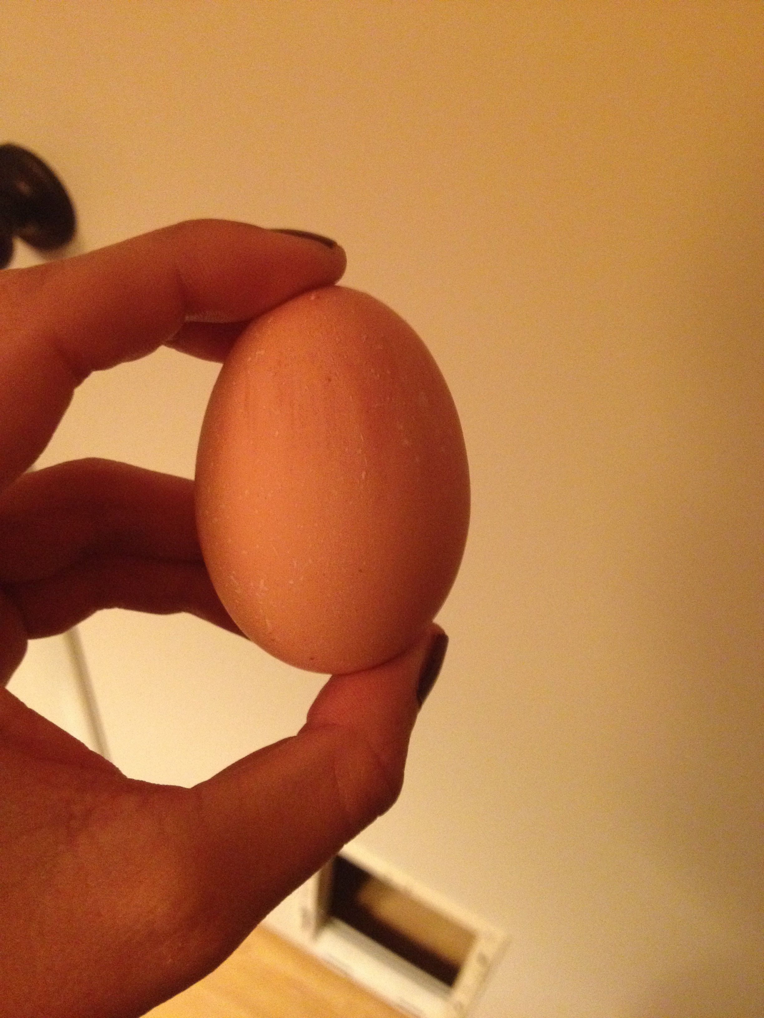 Our first egg! So excited!