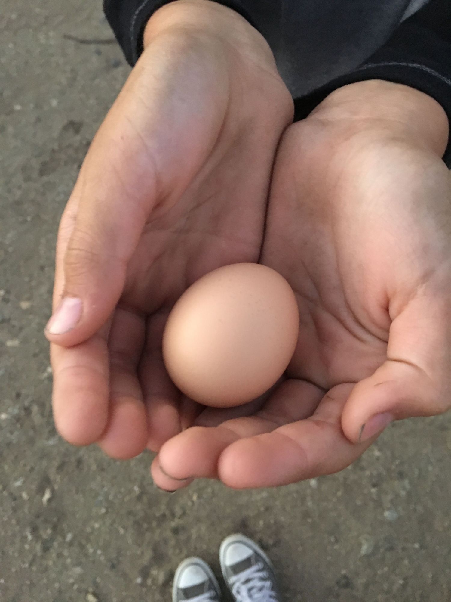 Our first egg!! (Technically second, but first egg that wasn't pecked open)