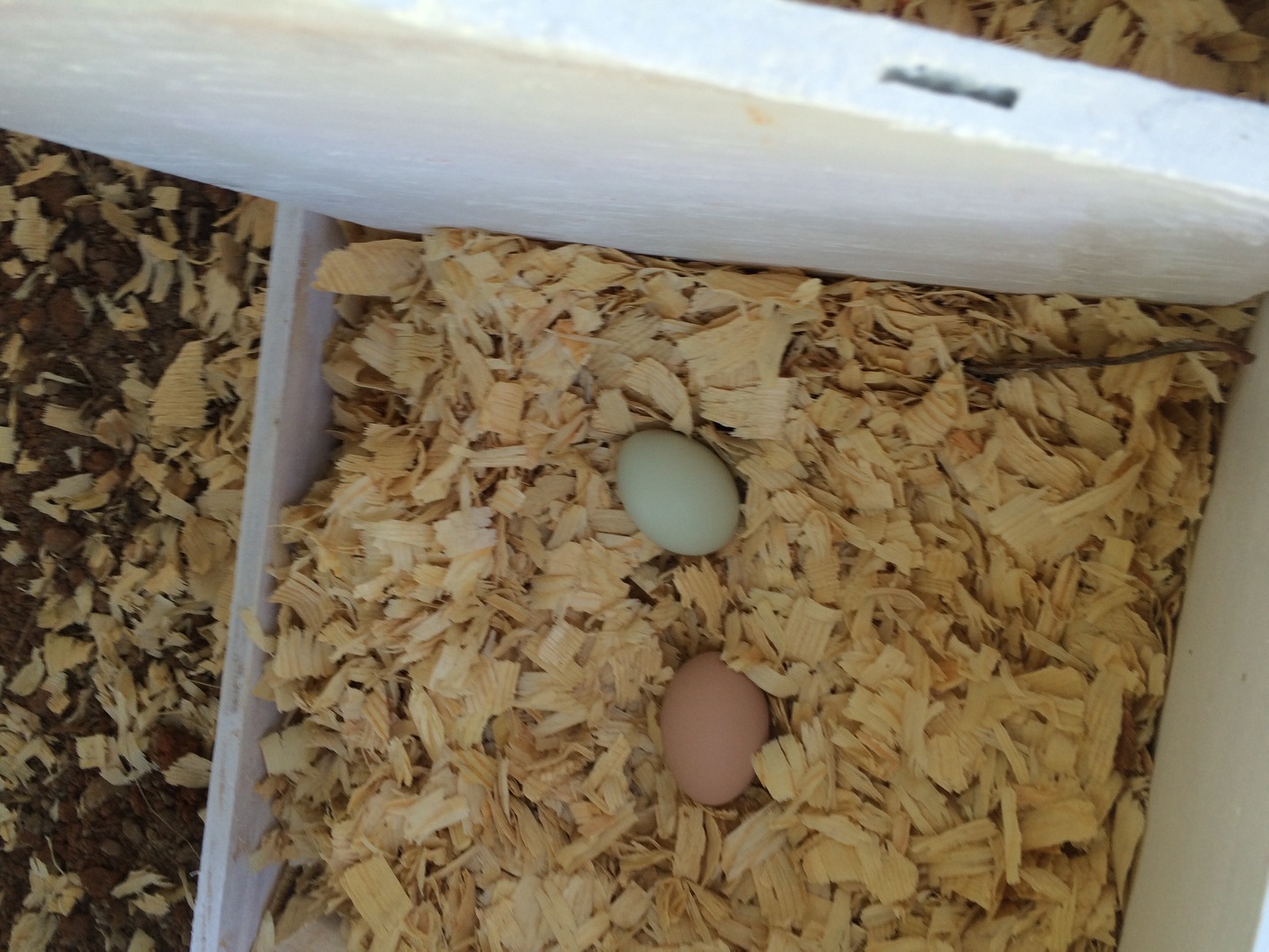 Our first egg.  The brown one is my ceramic egg I was told to put in so This and That would know where to lay.  Not sure if my full grown Hens needed it, but I put it in.