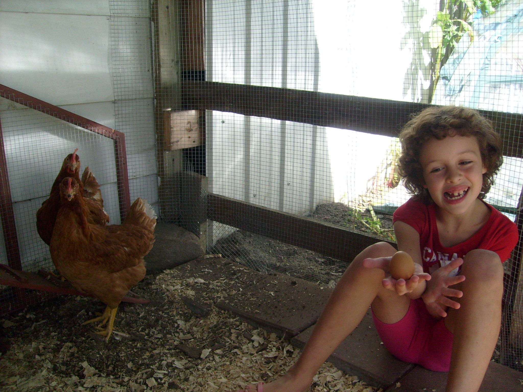 Our first egg! The first full day that we had them. Alice has been laying an egg a day since then. Peony just laid her first egg 3 months later.