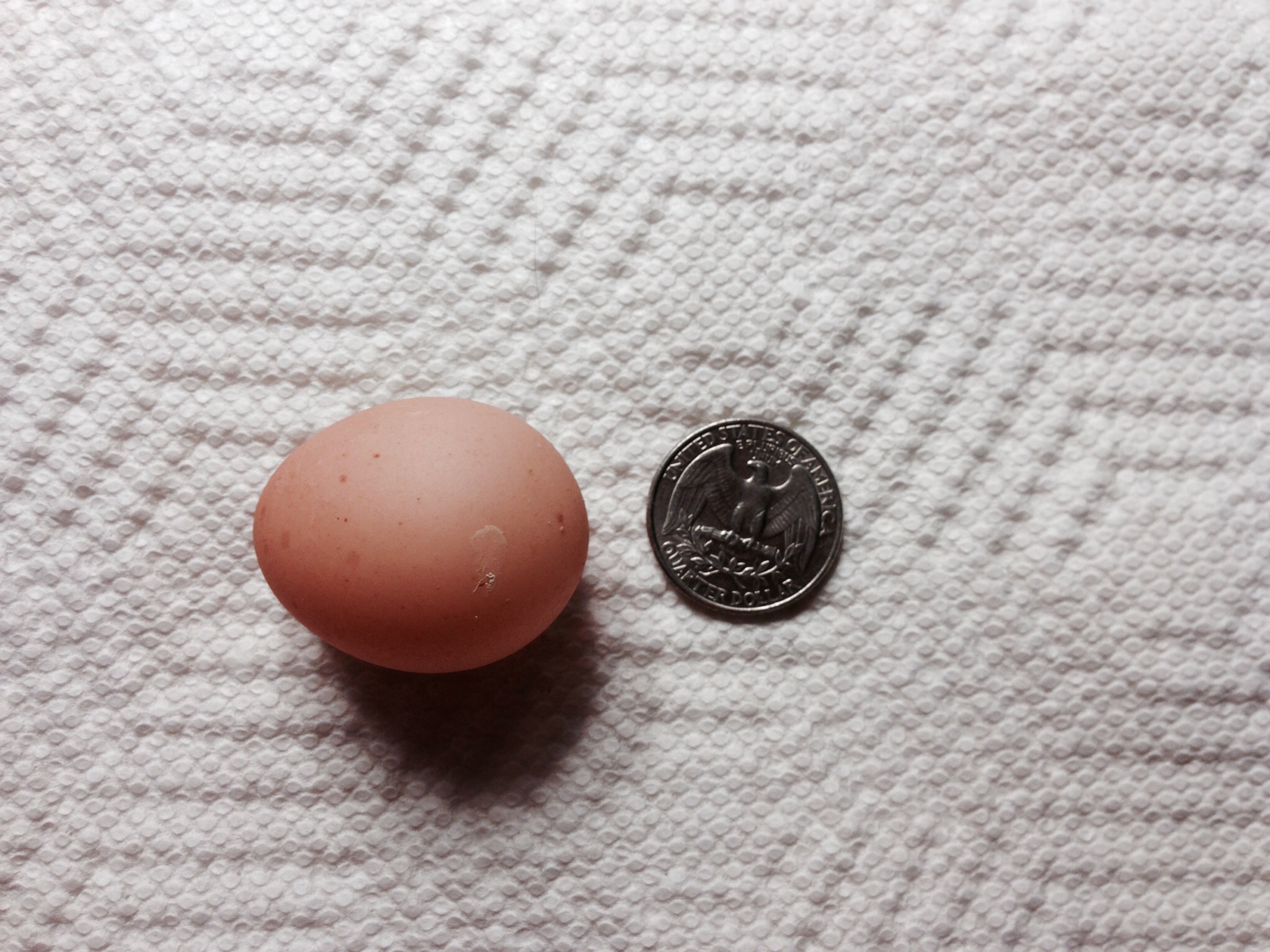 Our first egg. The shell was very soft. I'm feeding medicated layer feed, now also offer separate crushed oyster shells. No other hens or ducks are laying and I don't know who is the mama. 
We are still proud as first time poultry parents.