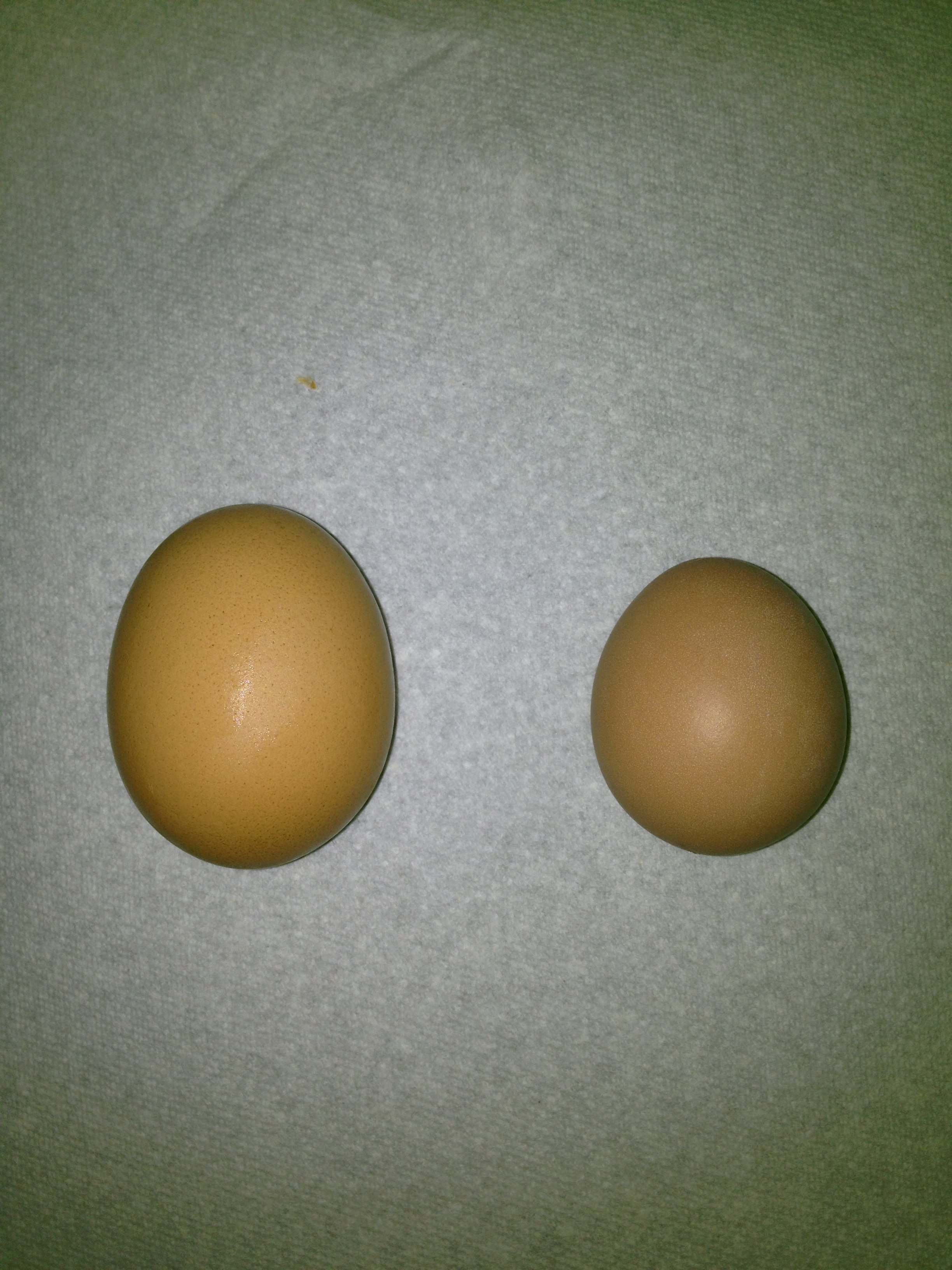 Our first egg today! The one on the right is ours the one on the left is from the grocer. Not sure who it came from!