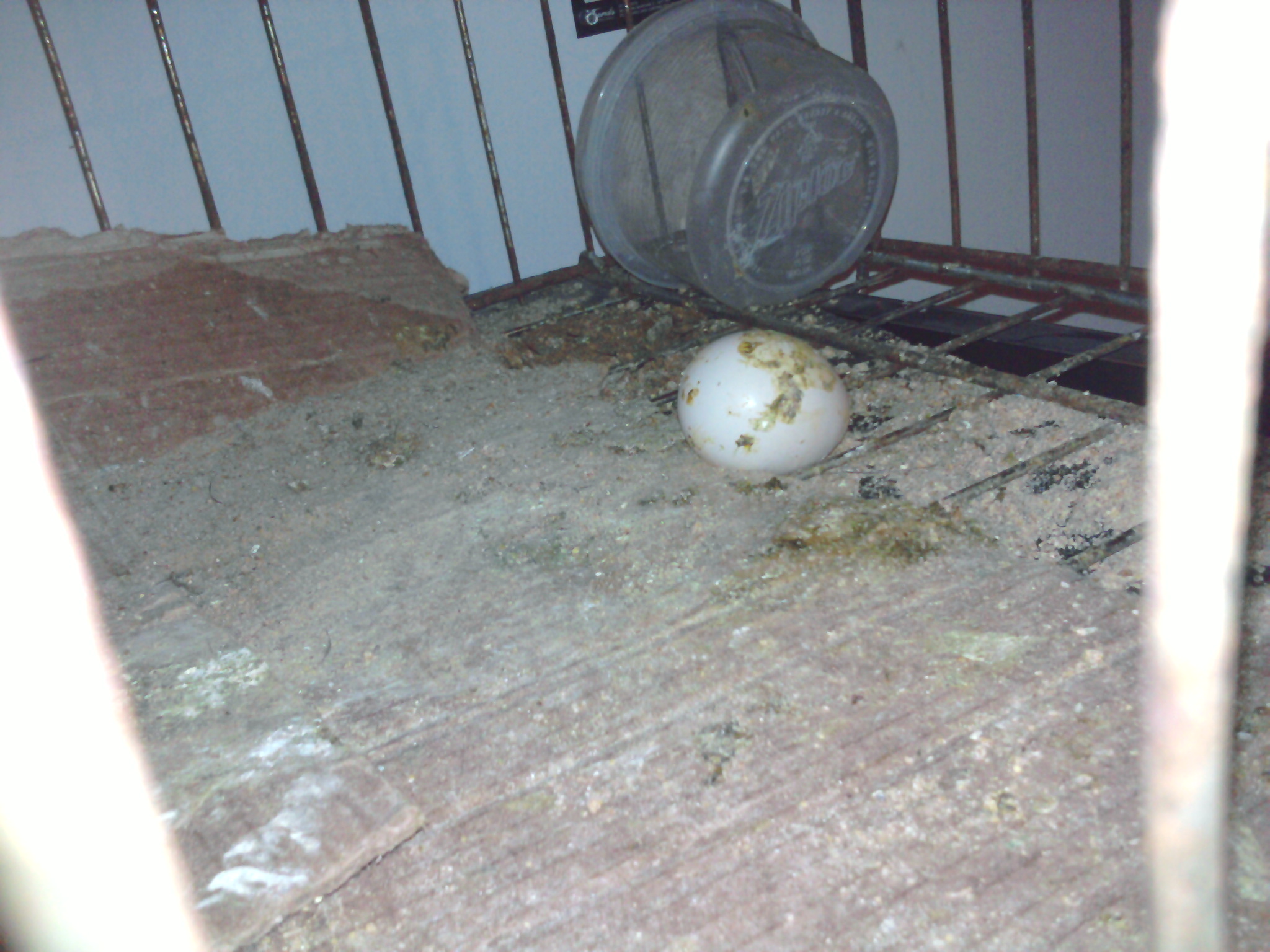 Our first egg