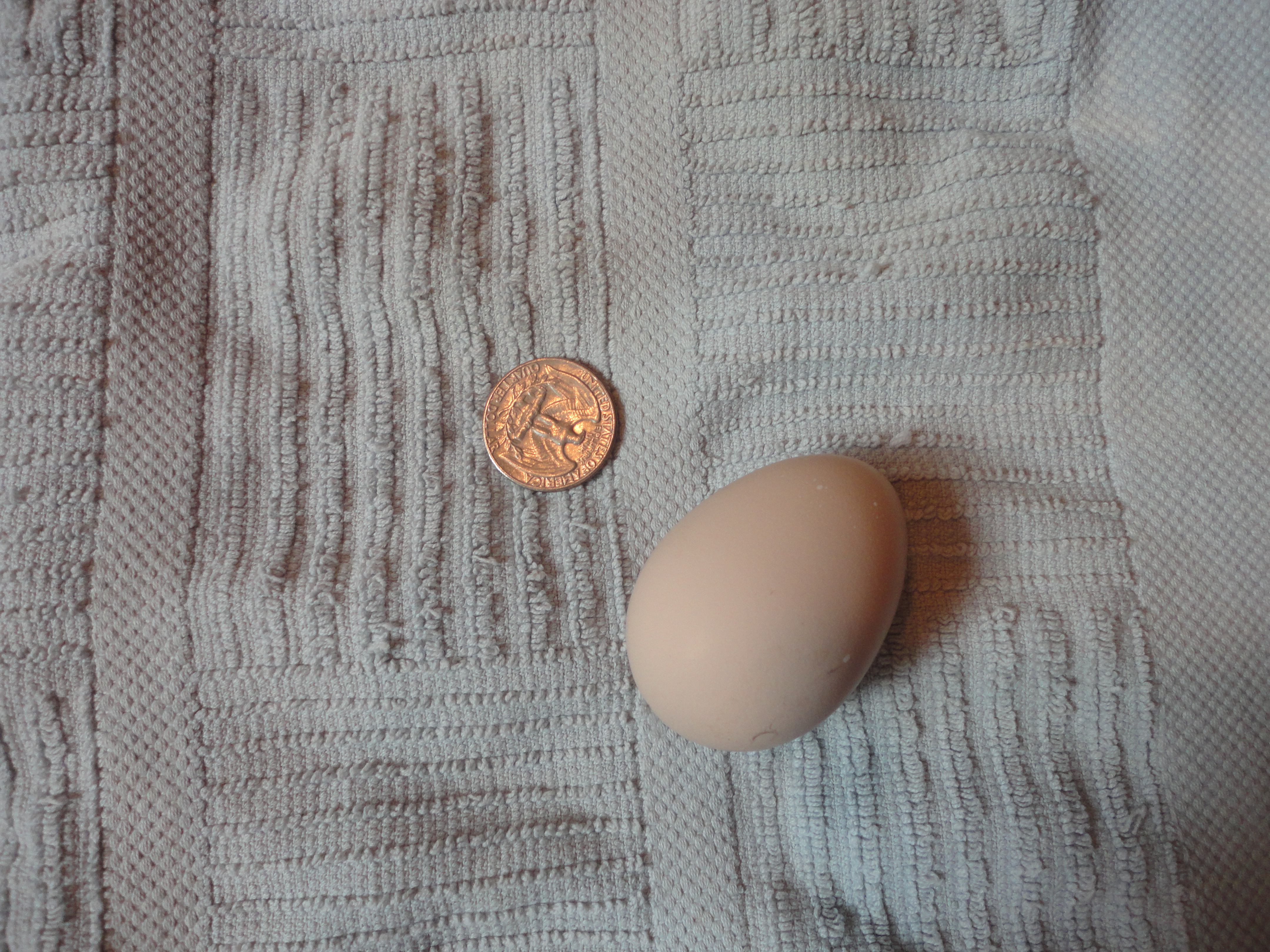 our first egg!
