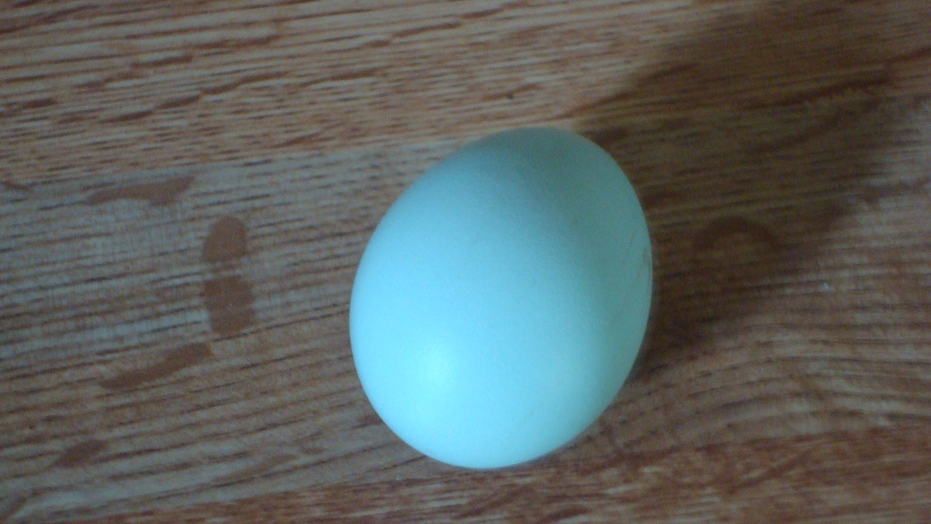 Our first egg
