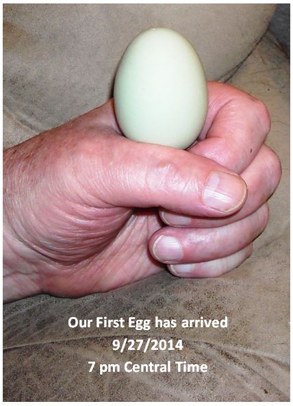 Our First Egg!