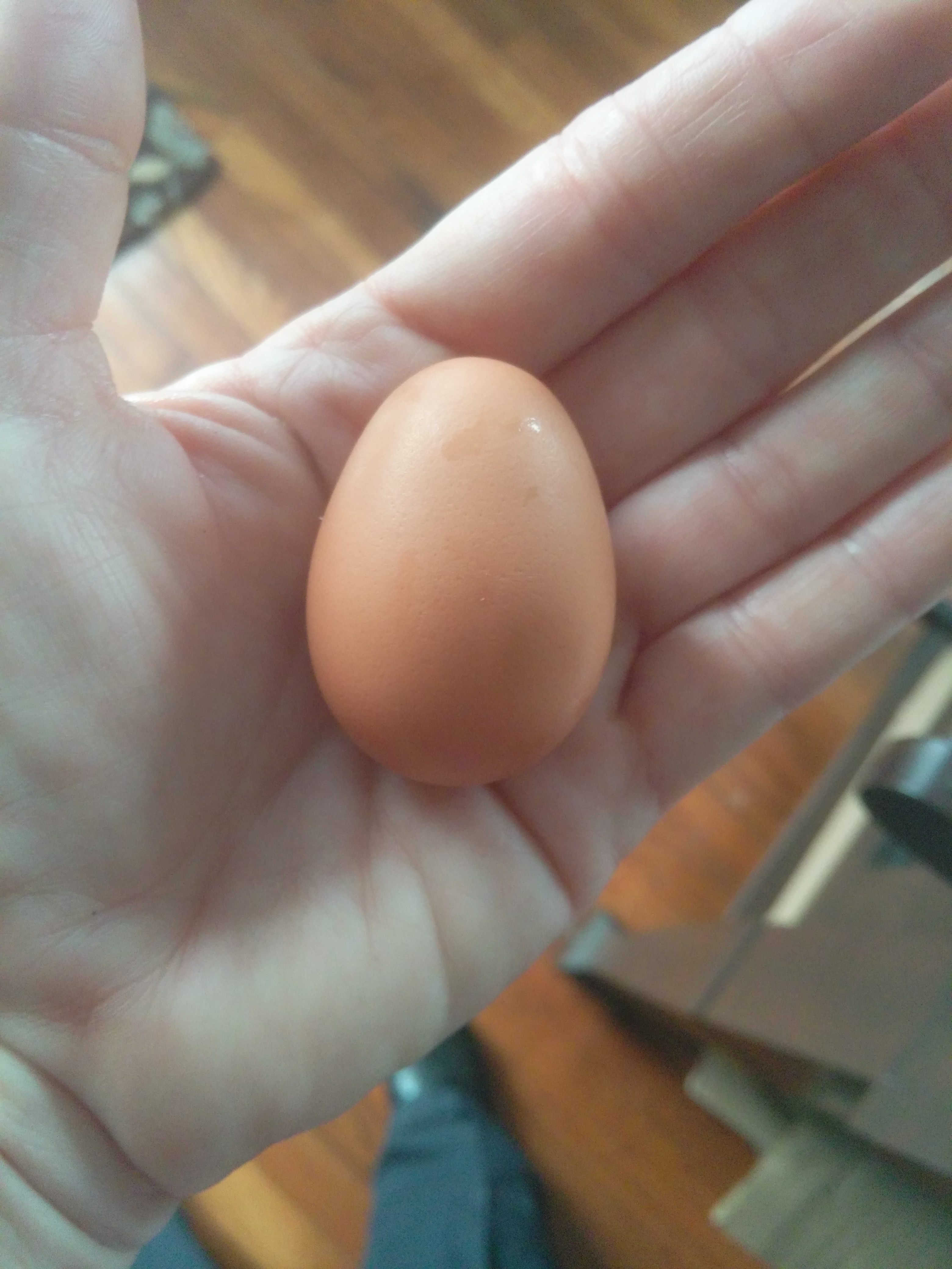 our first egg : ) !!!!!