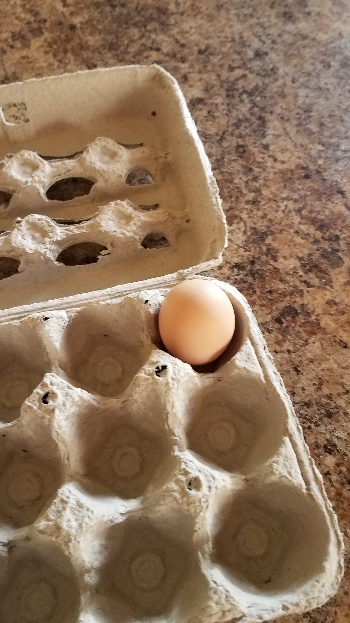 Our First Egg