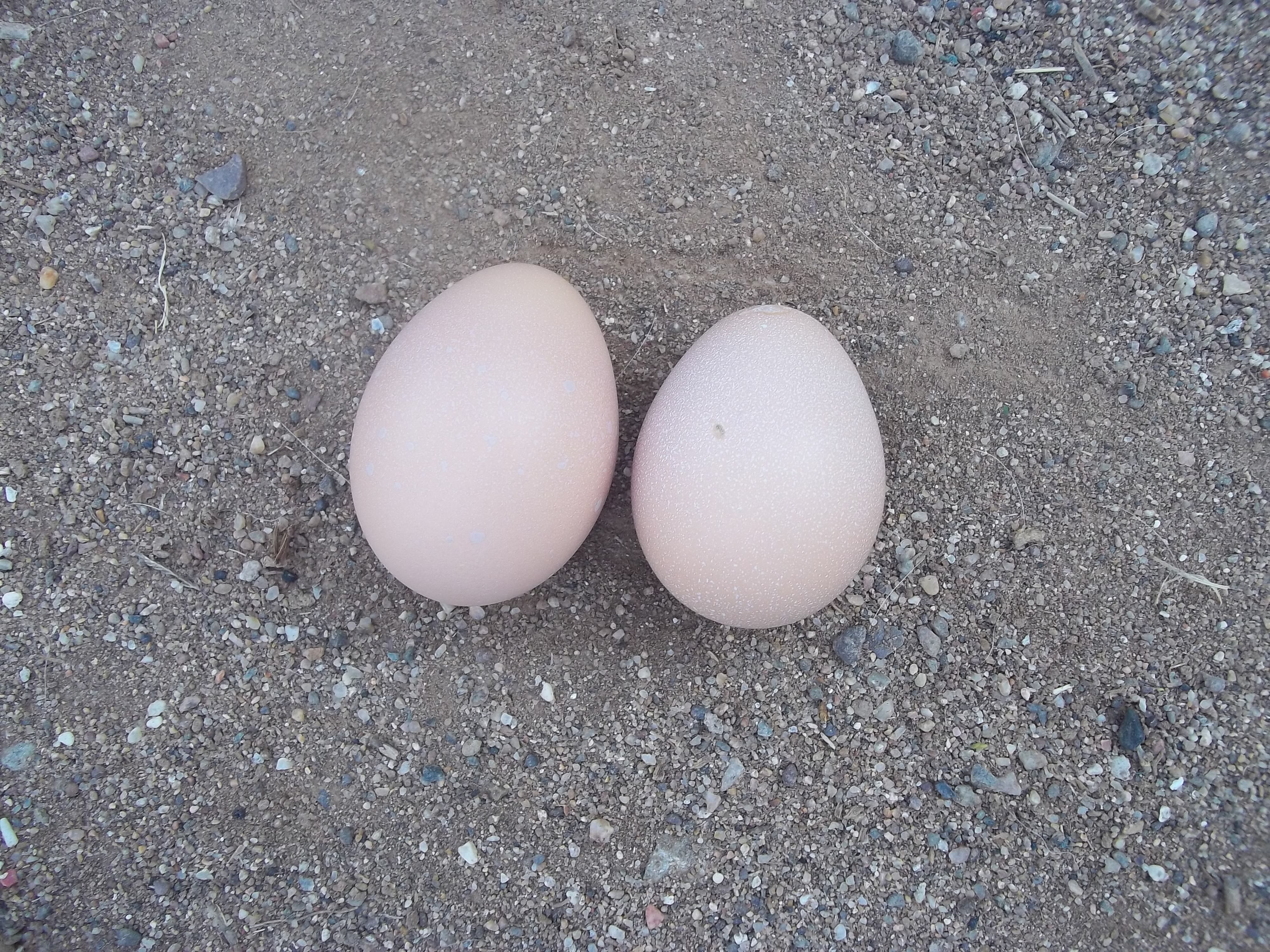 Our First Eggs!! 12/29/12