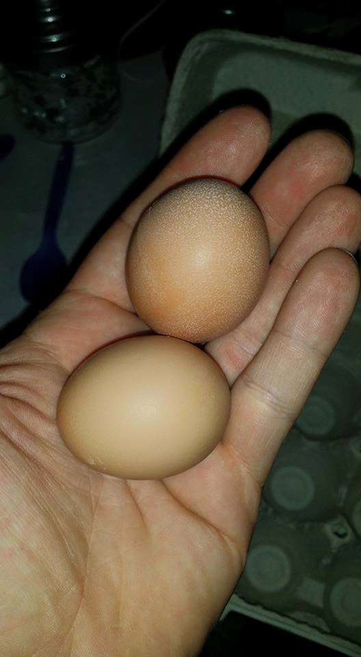 Our first eggs.  Chickens are about 5 months old.