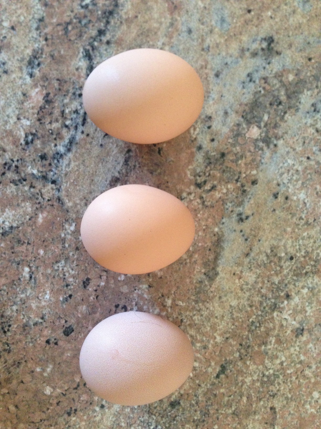 Our first eggs from our head chook :-)