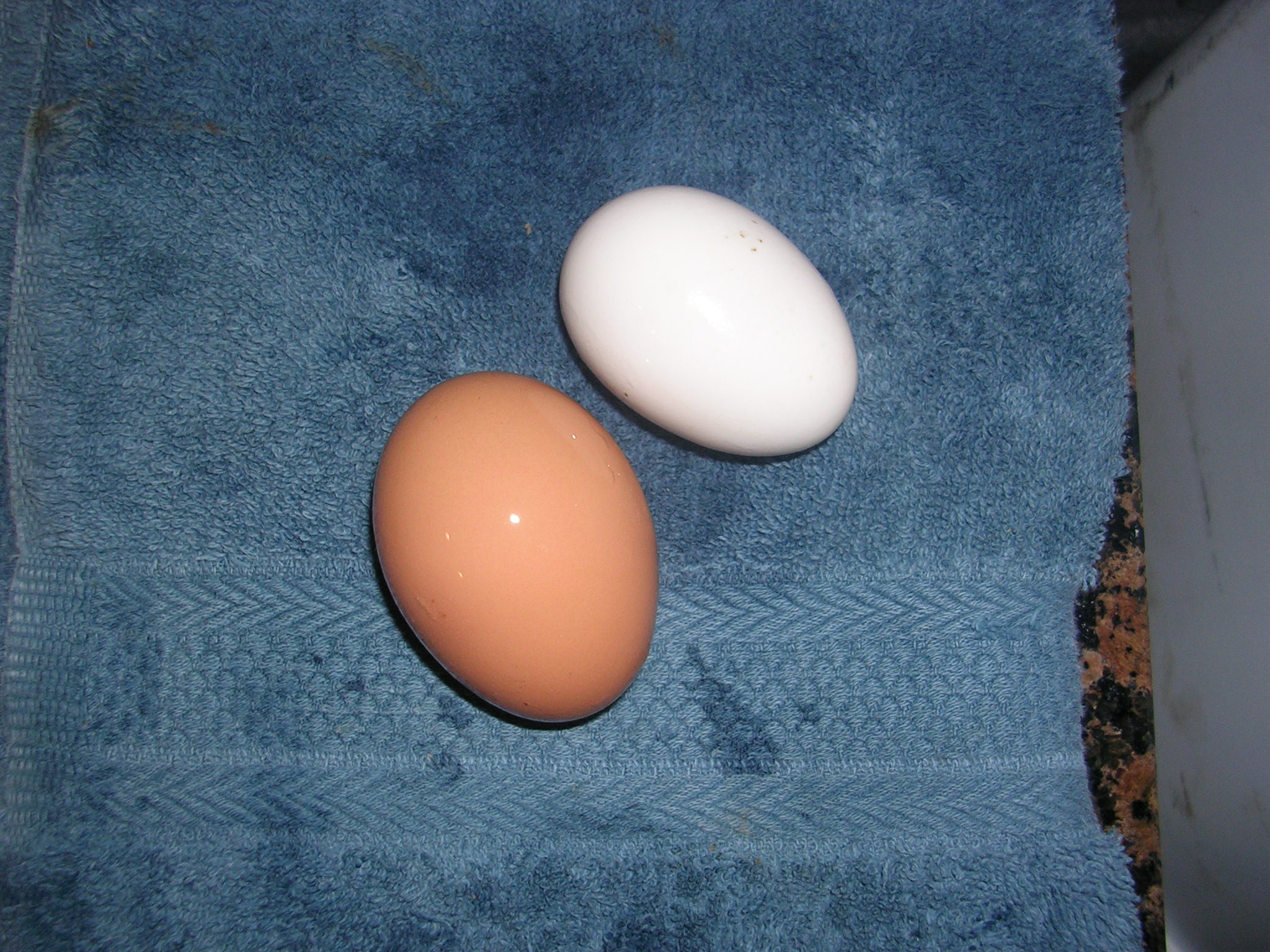 Our first eggs from Ruby, Kylie 2012