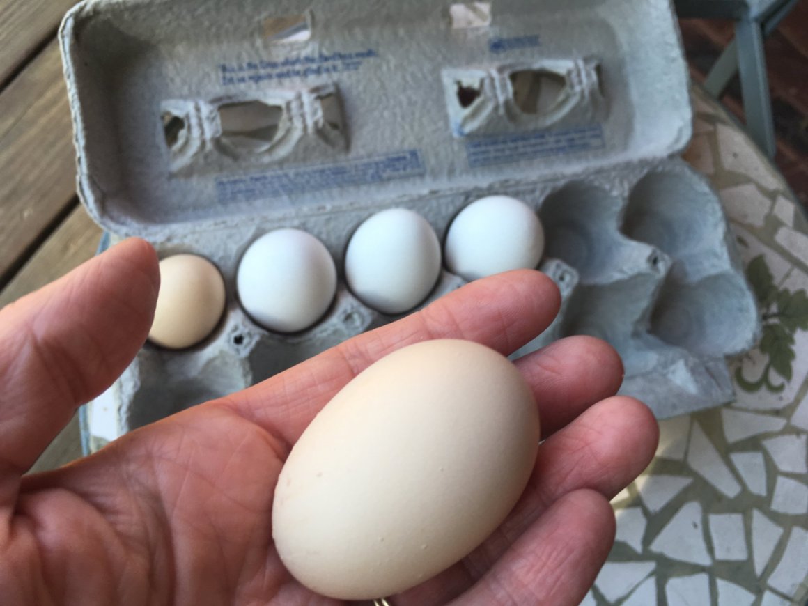Our first eggs: Two on the Same Day!!