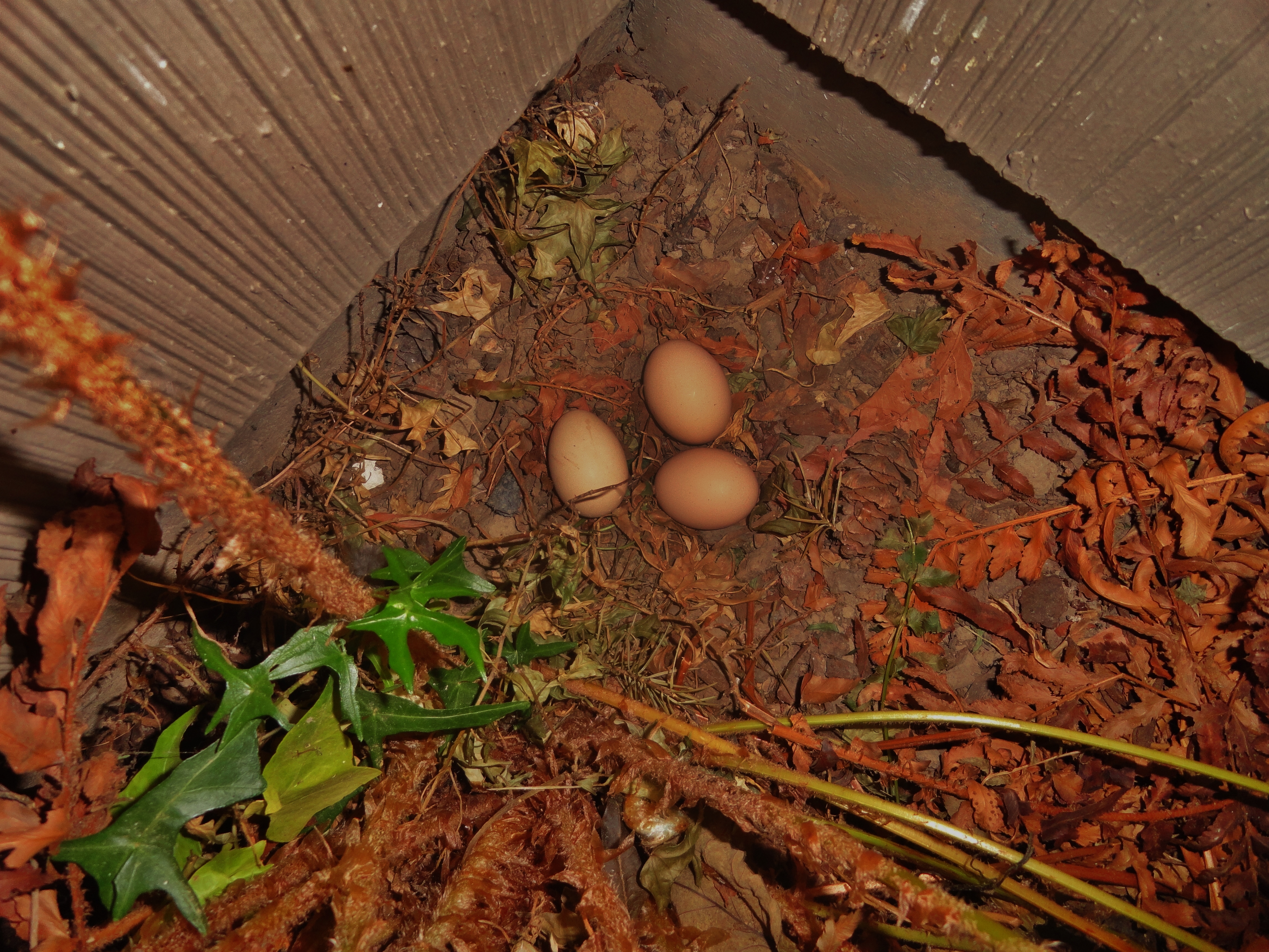 Our first eggs